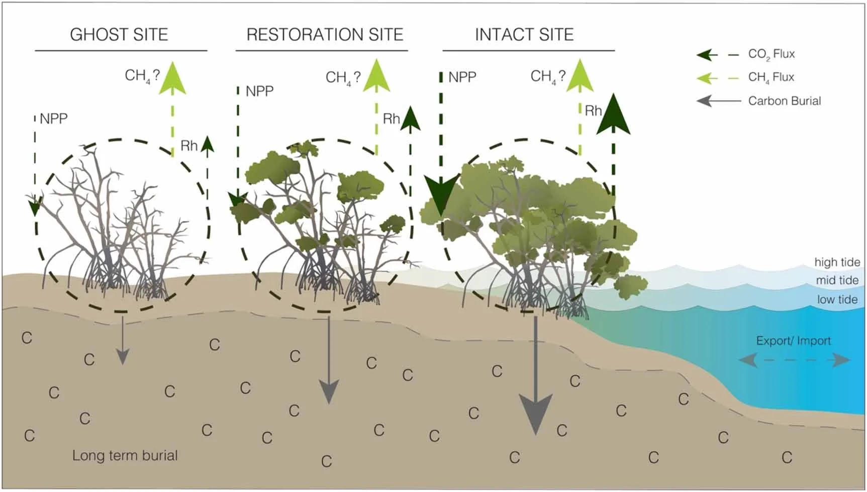 Multi-scale observations of mangrove blue carbon ecosystem fluxes: The NASA Carbon Monitoring System BlueFlux field campaign