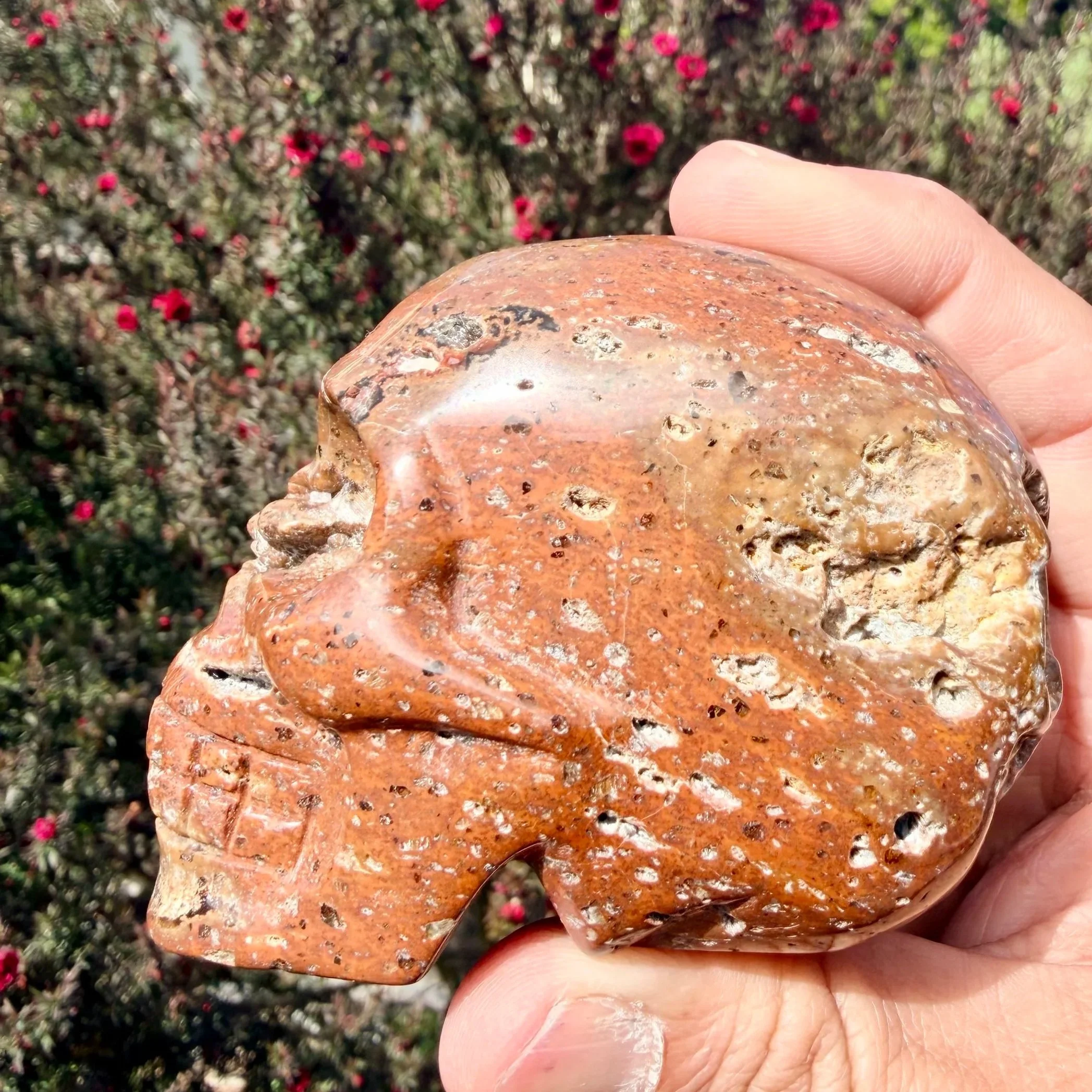 Red Fox Agate Skull