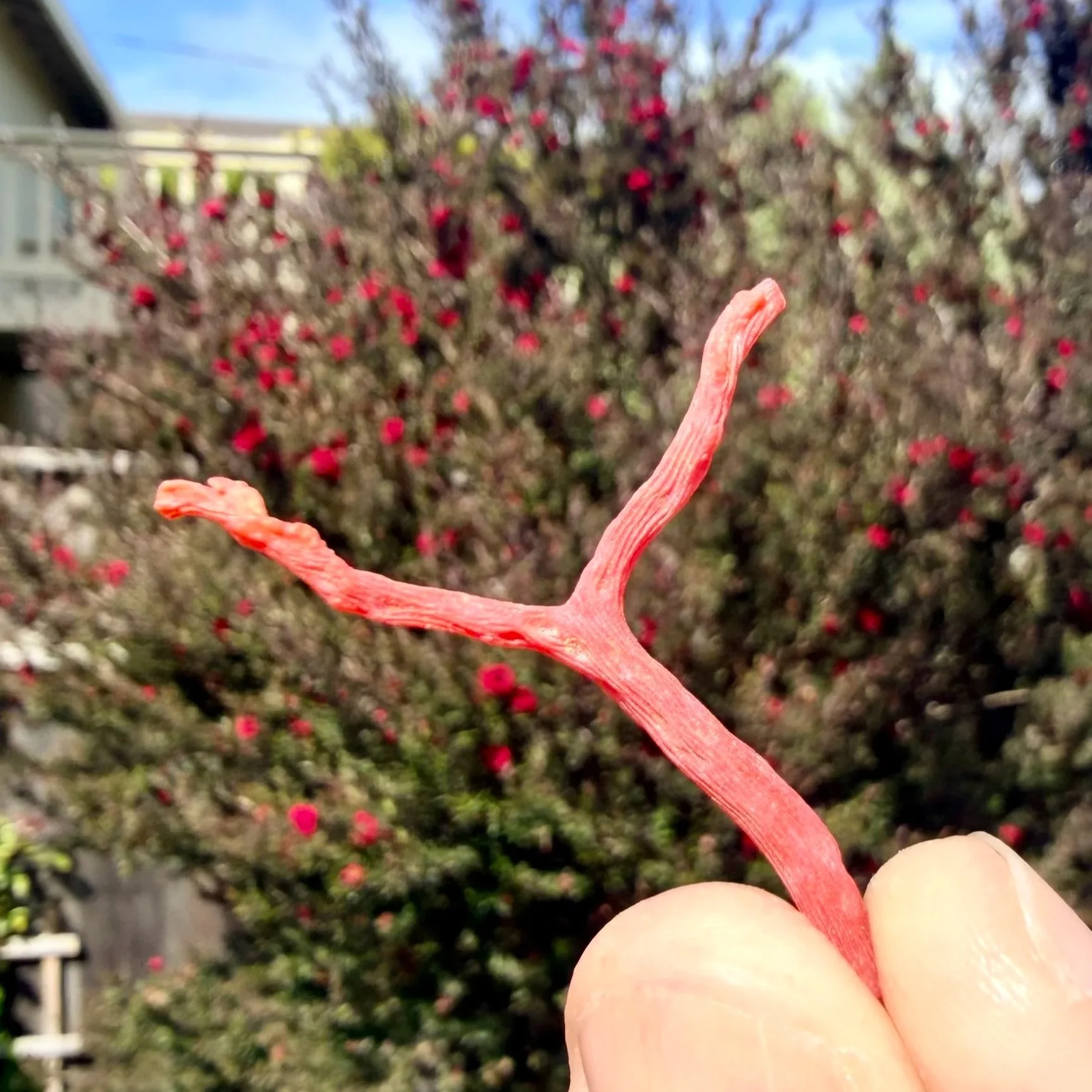 Red Coral (Mediterranean)