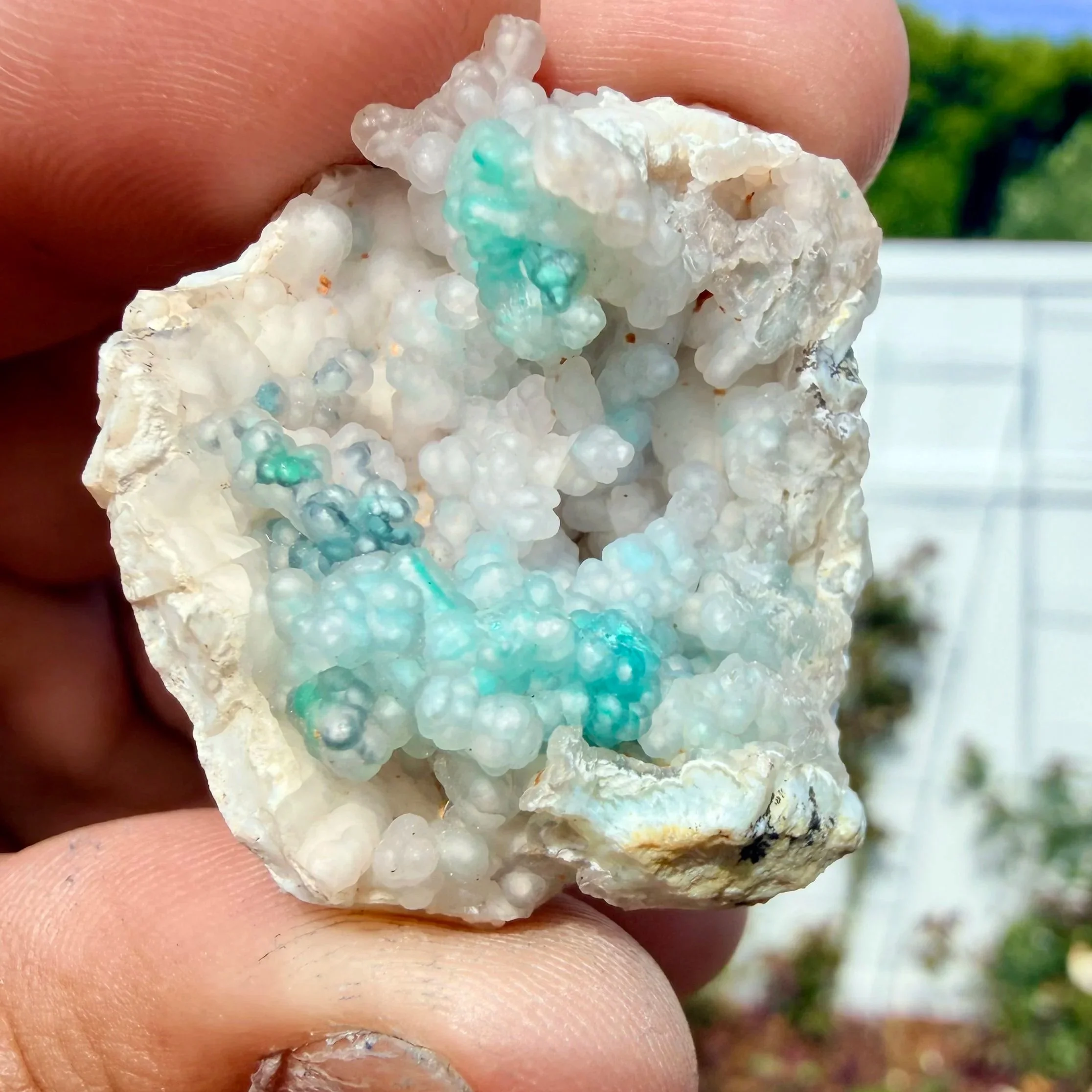 Chrysocolla in Chalcedony