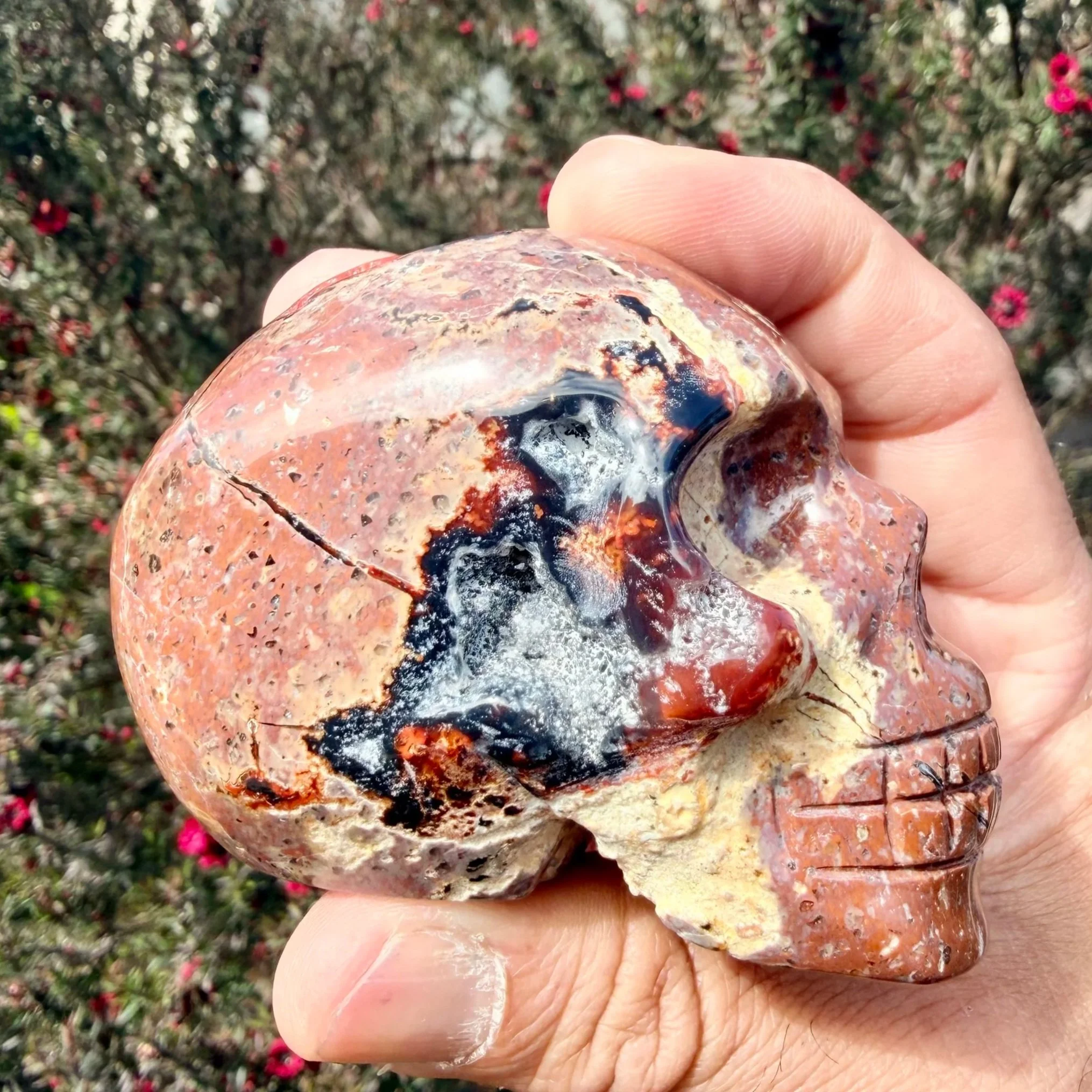 Red Fox Agate Skull