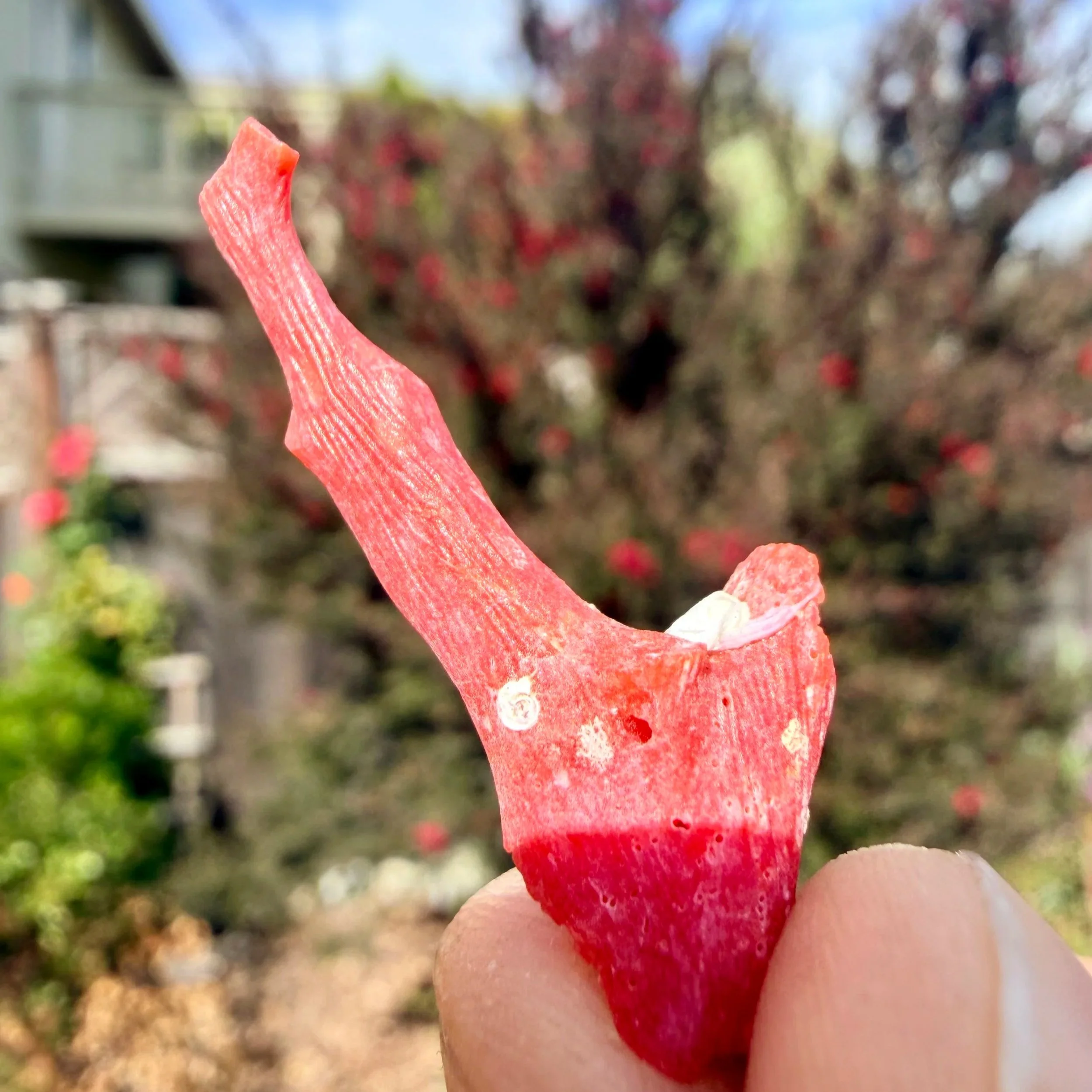 Red Coral (Mediterranean)