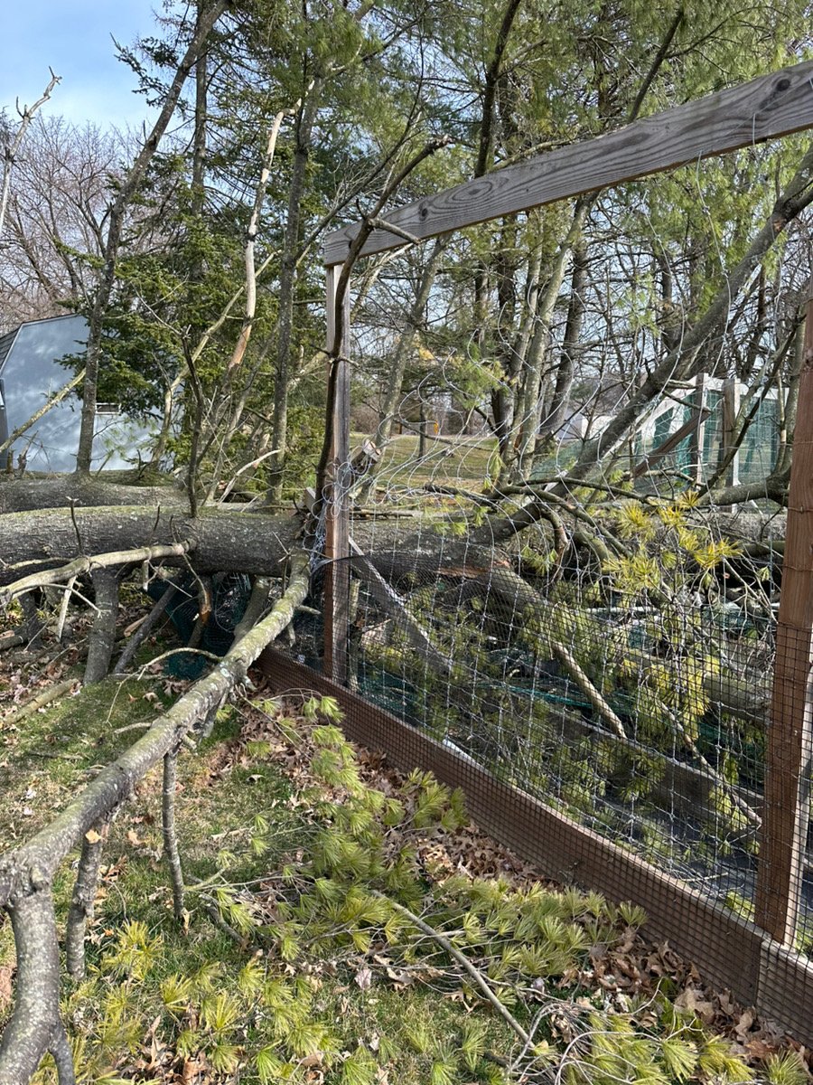 Fallen tree on a backyard fence after storm damage, with branches and debris on the ground.