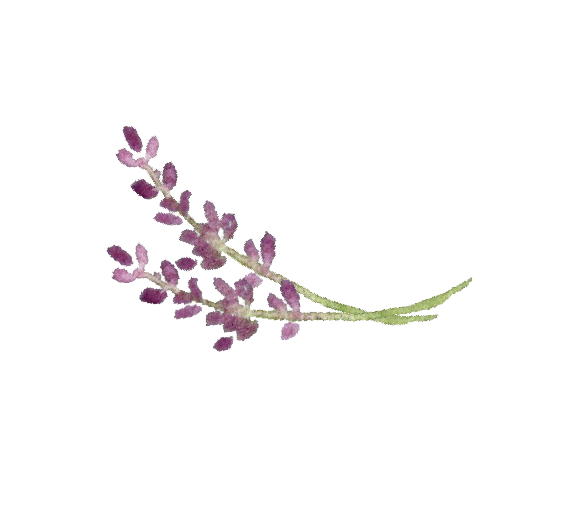 lavendar.png