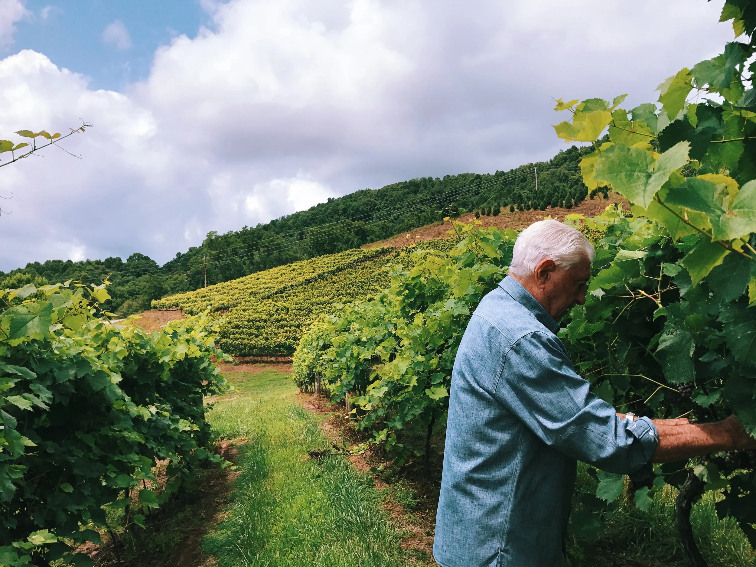 Jack Working in the Vineyard _ Jessica Wiseman.JPG