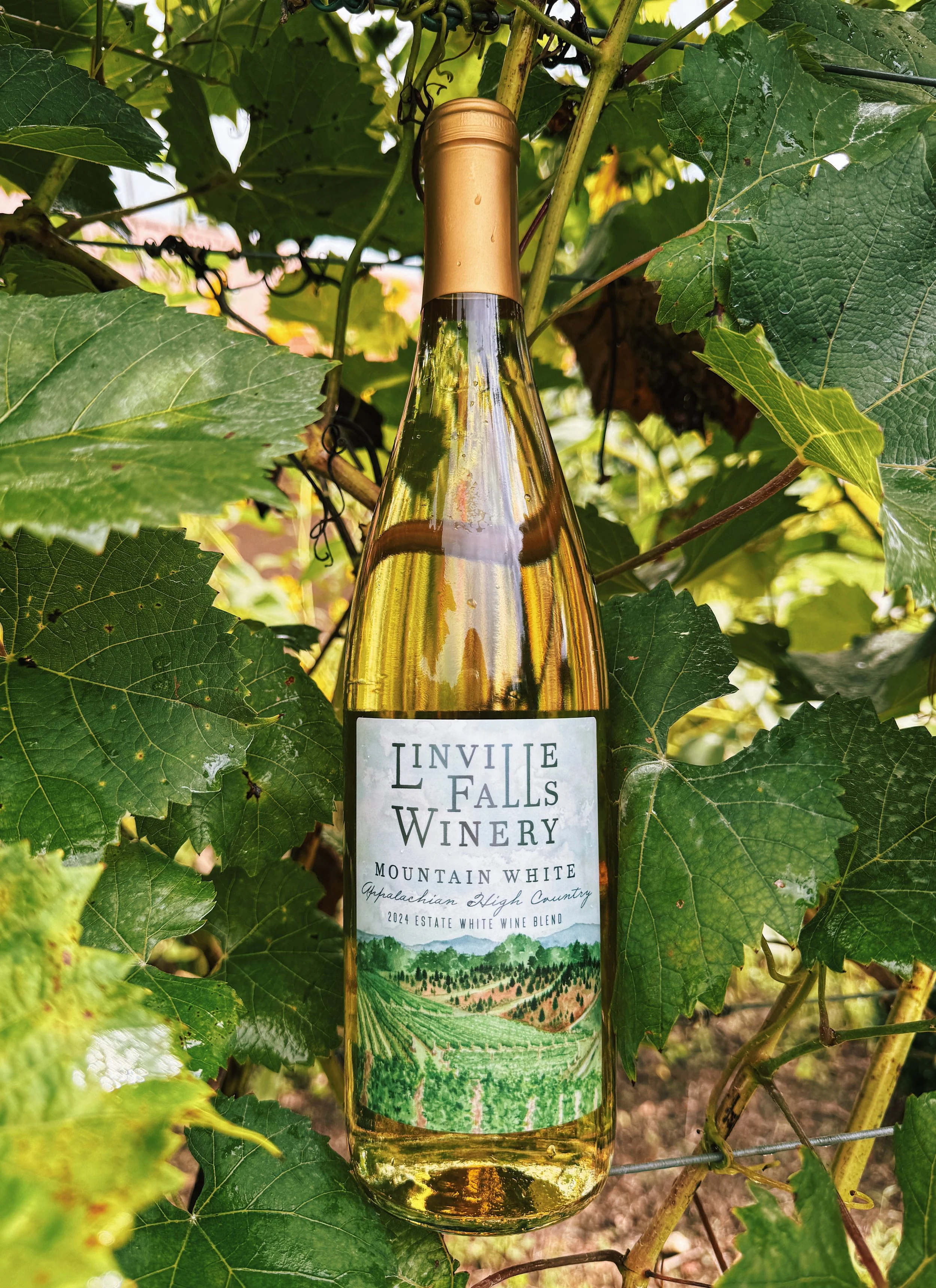 About Our Wines — Linville Falls Winery