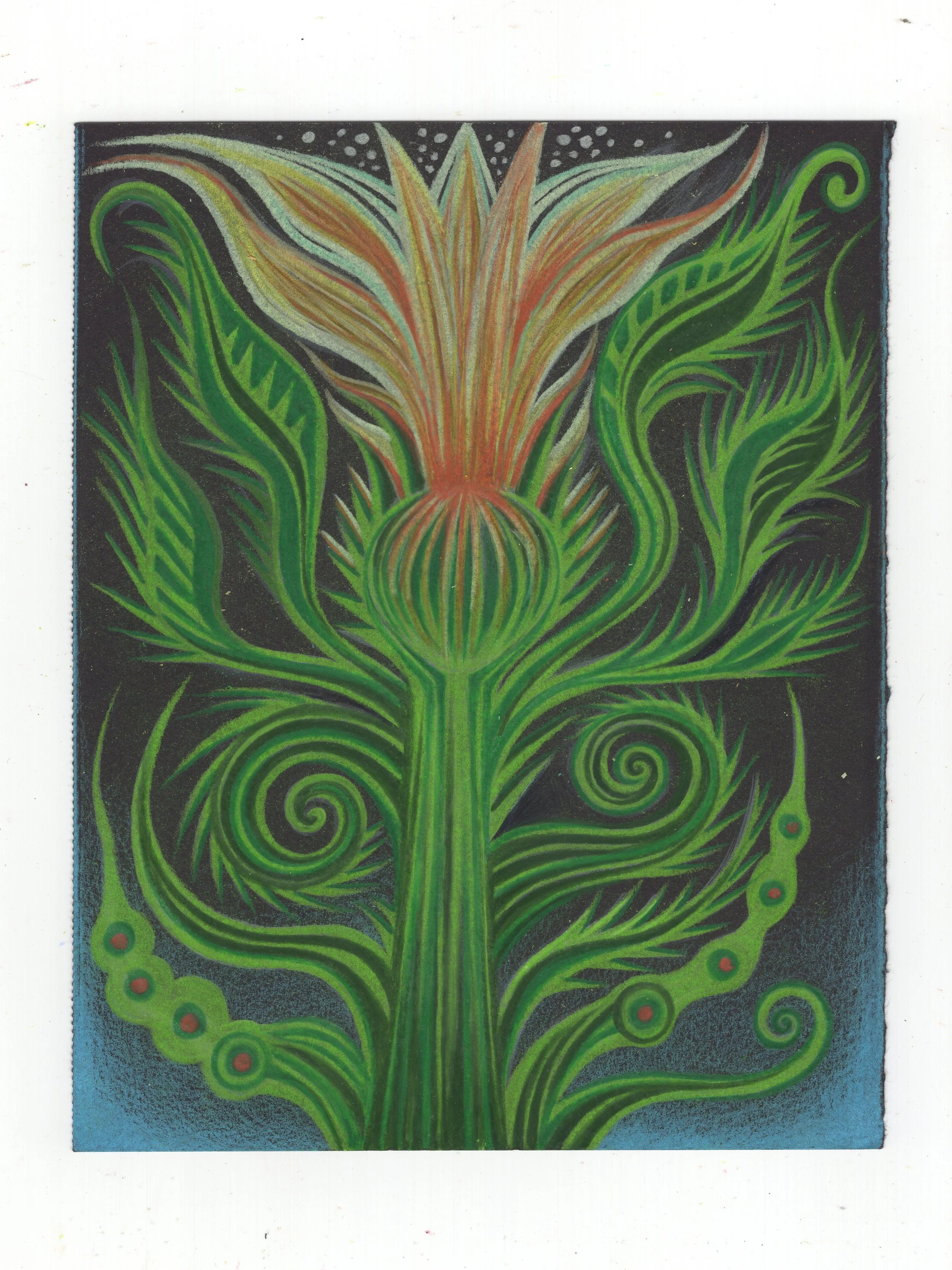 Night Squash Blossom - Colored pencil on black paper (8.5 x 6.5 inches) 2025