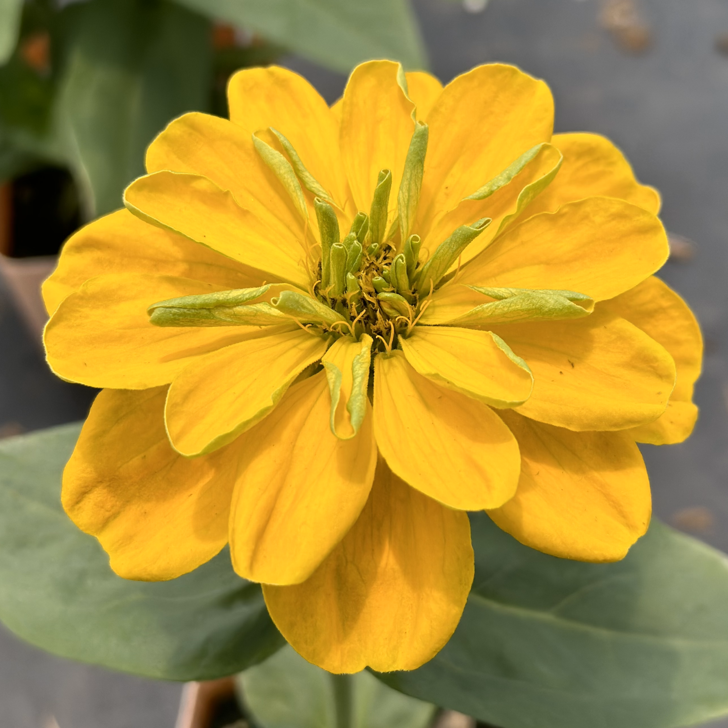 Zinnia Cut Flower Yellow.png