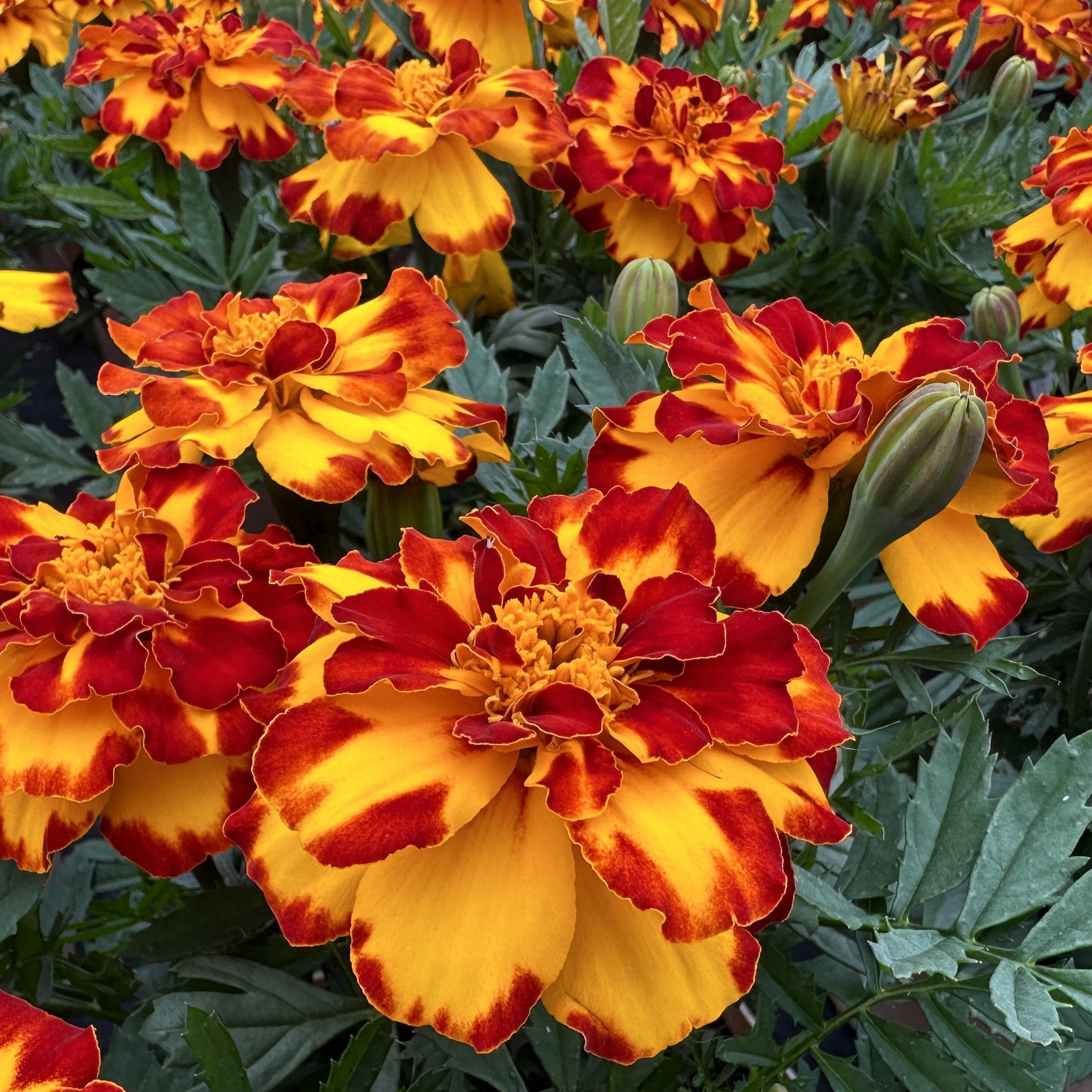 Marigold French Yellow Red.jpg