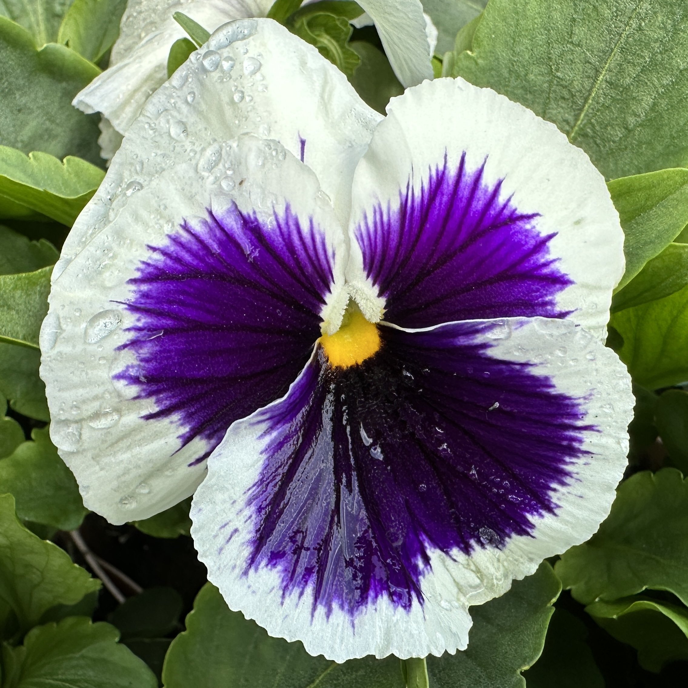 Pansy Giant Face White.jpg