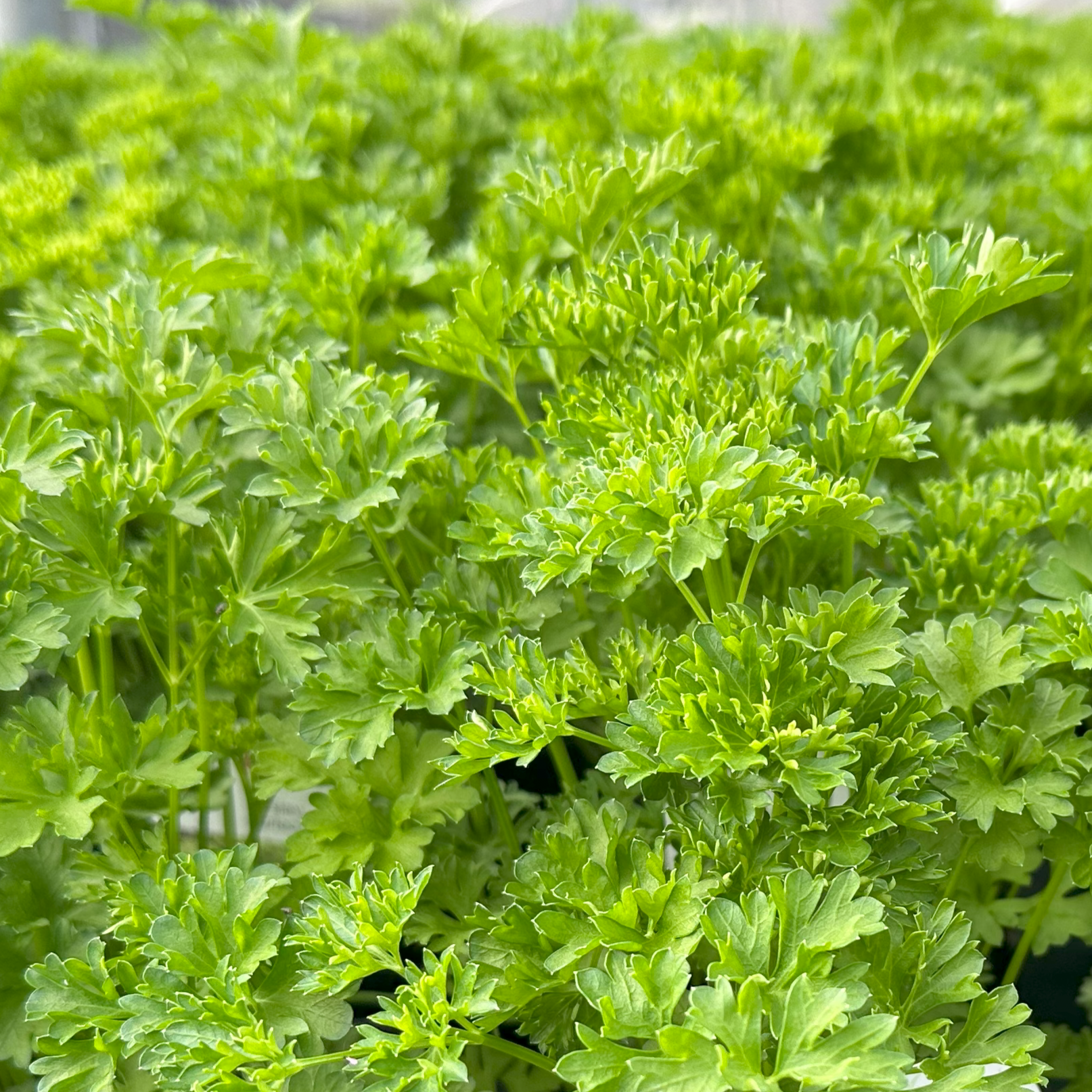 Parsley Curled 56.png