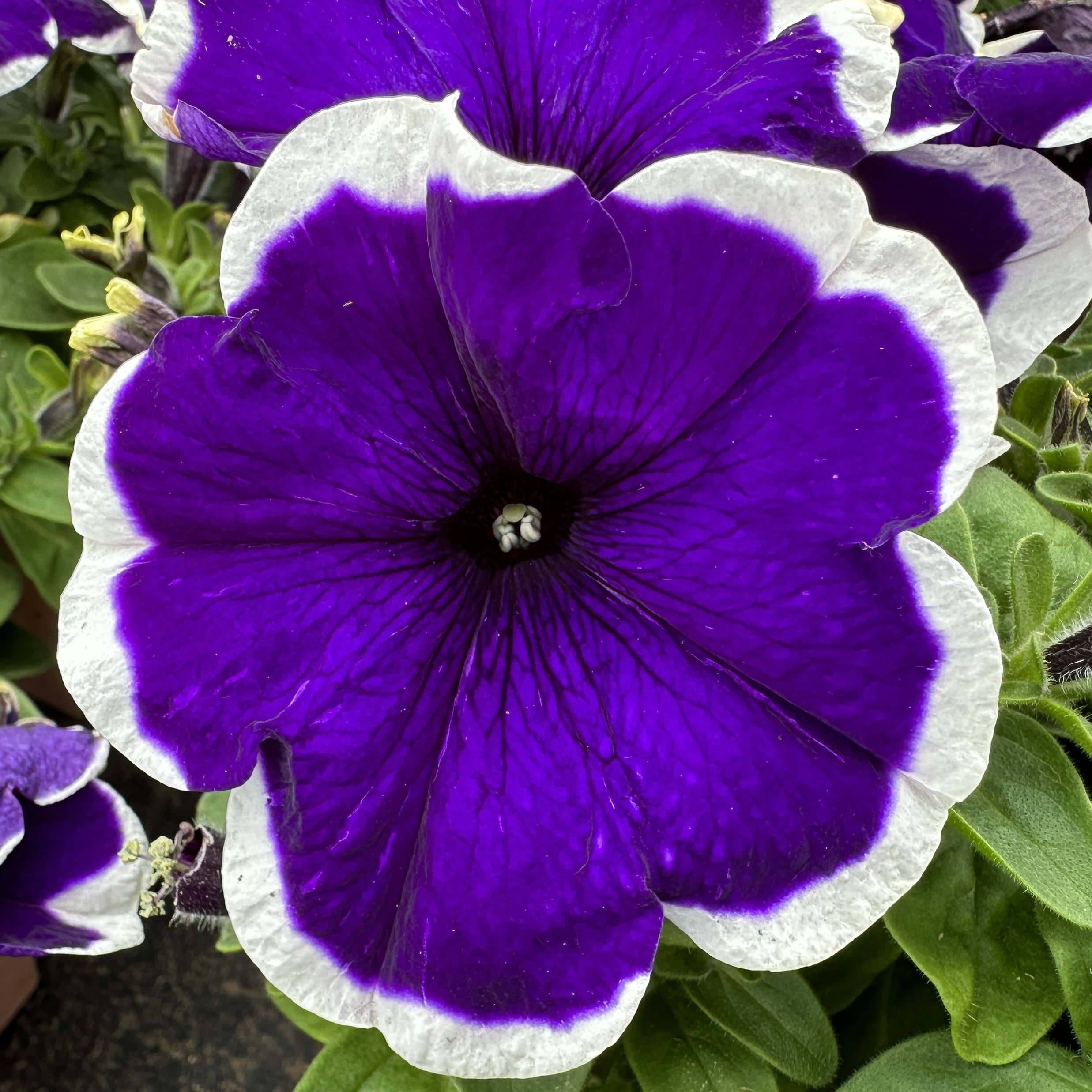 Pansy