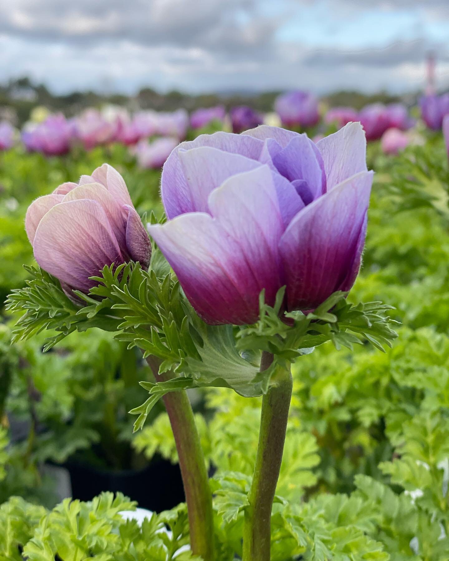 Anemone&rsquo;s🌸 Spectacular show of color! 🌱 #premiercolornursery  #gourmetgrown #anemone #wholesalegrower  #flowers  #garden
