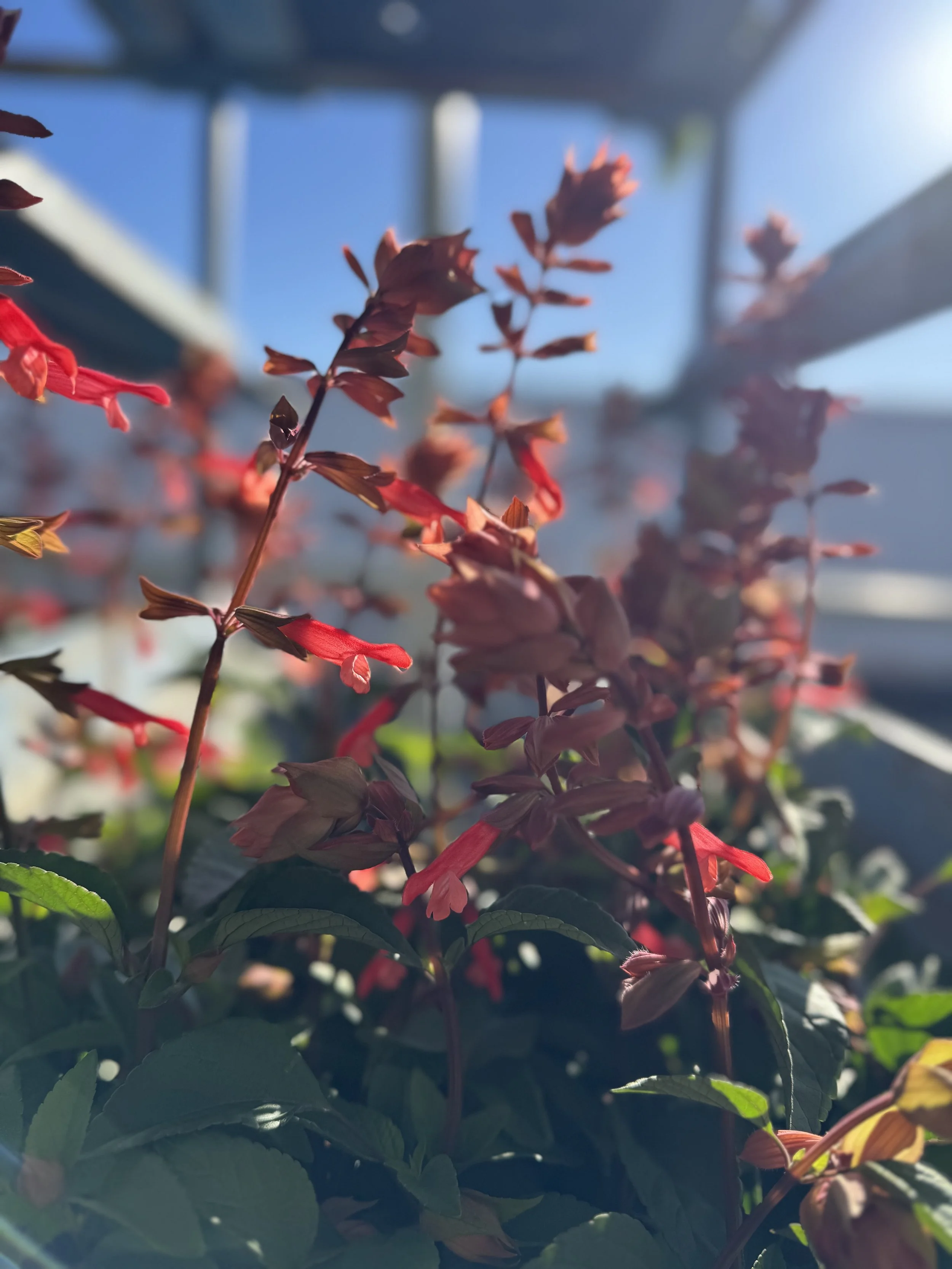 IMG_4369.jpeg