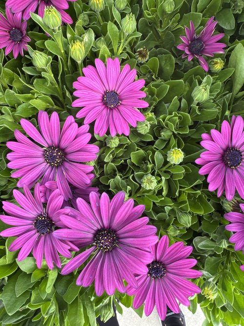 Premier Color Nursery, local shop in Fallbrook, photo 5 of 8