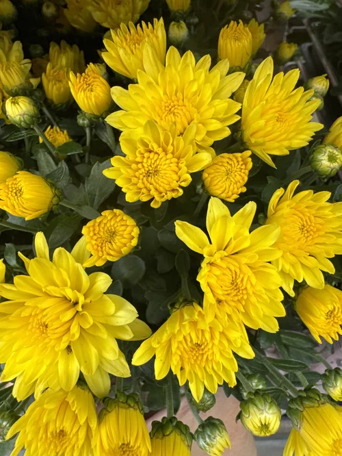 Premier Color Nursery, local shop in Fallbrook, photo 7 of 8
