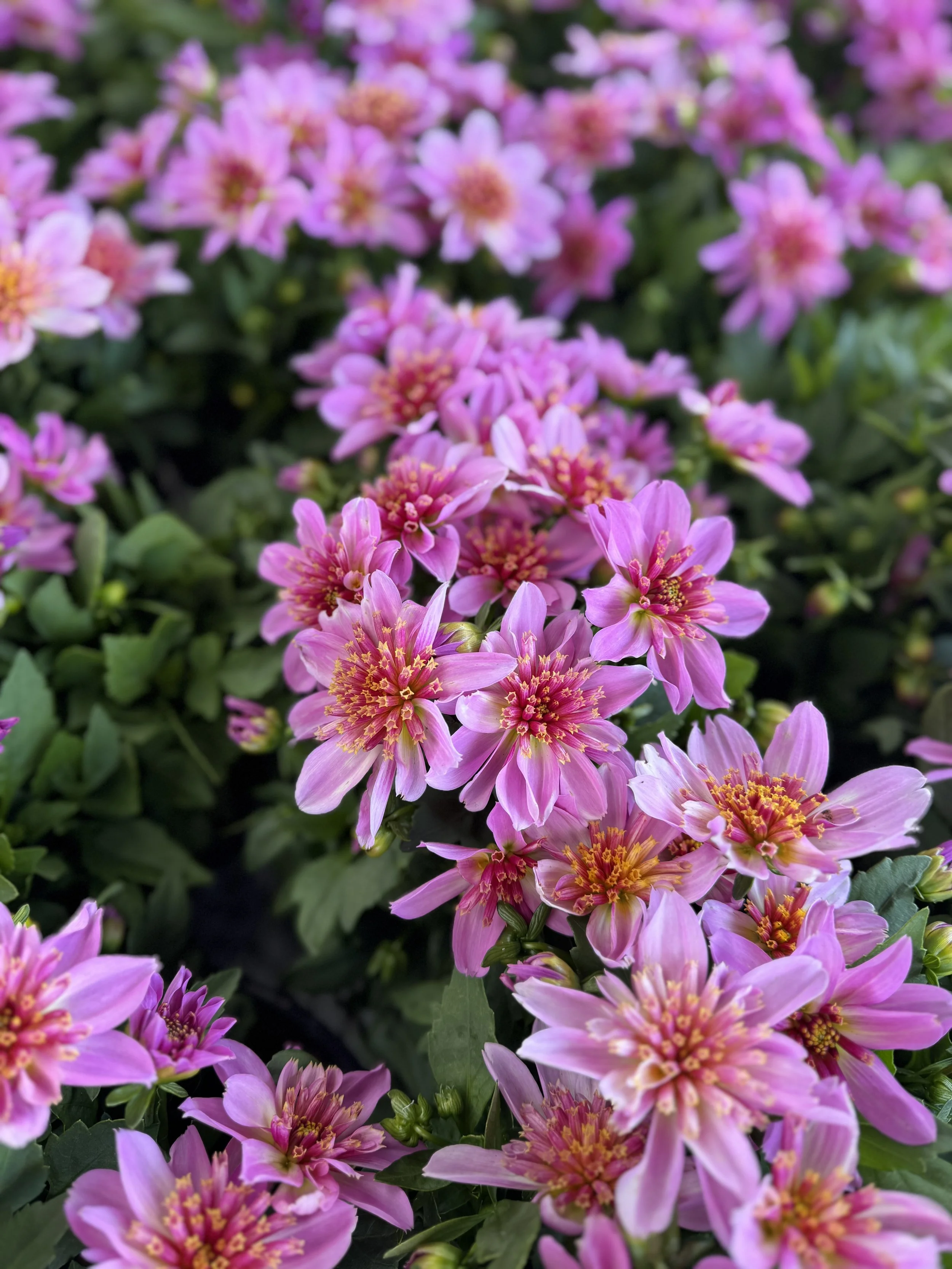Dahlia Venti PinkBurst.jpg