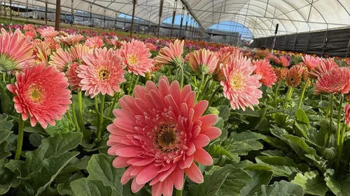Premier Color Nursery, local shop in Fallbrook