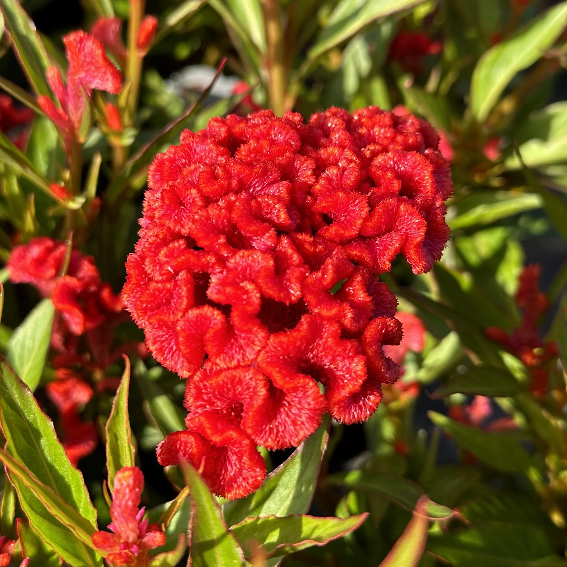 Celosia Twisted Red Pflege