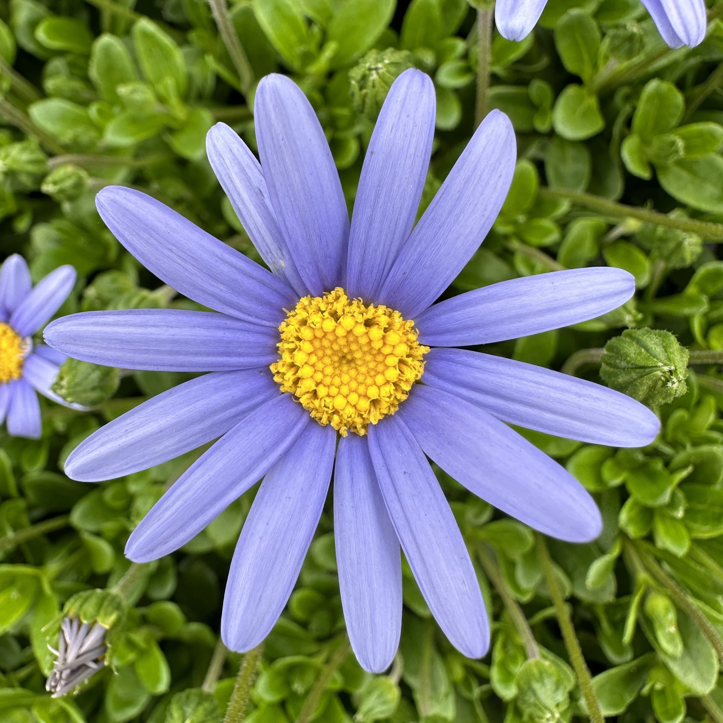 Felicia Blue — Premier Color Nursery, Inc.