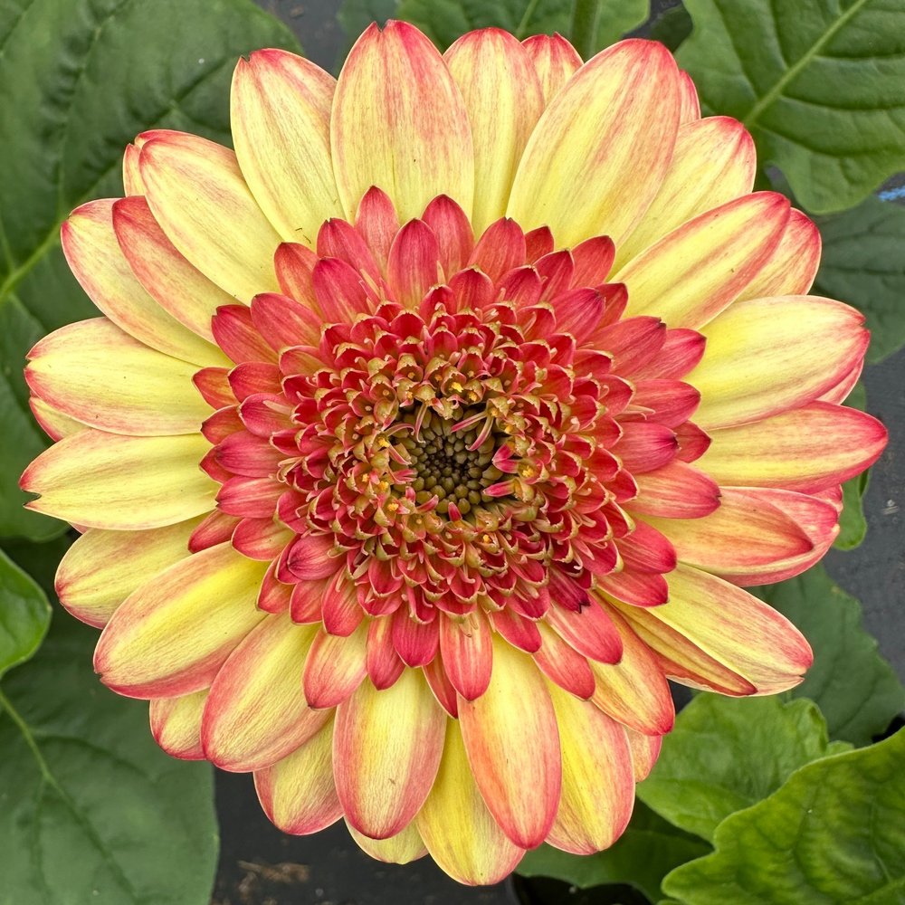 Gerbera Daisy — Premier Color Nursery, Inc.