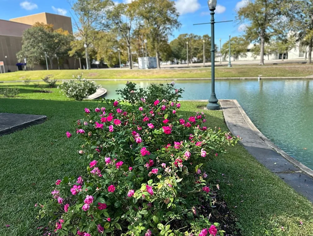 Armstrong Park’s Unexpected Attraction: The Antique Rose Garden