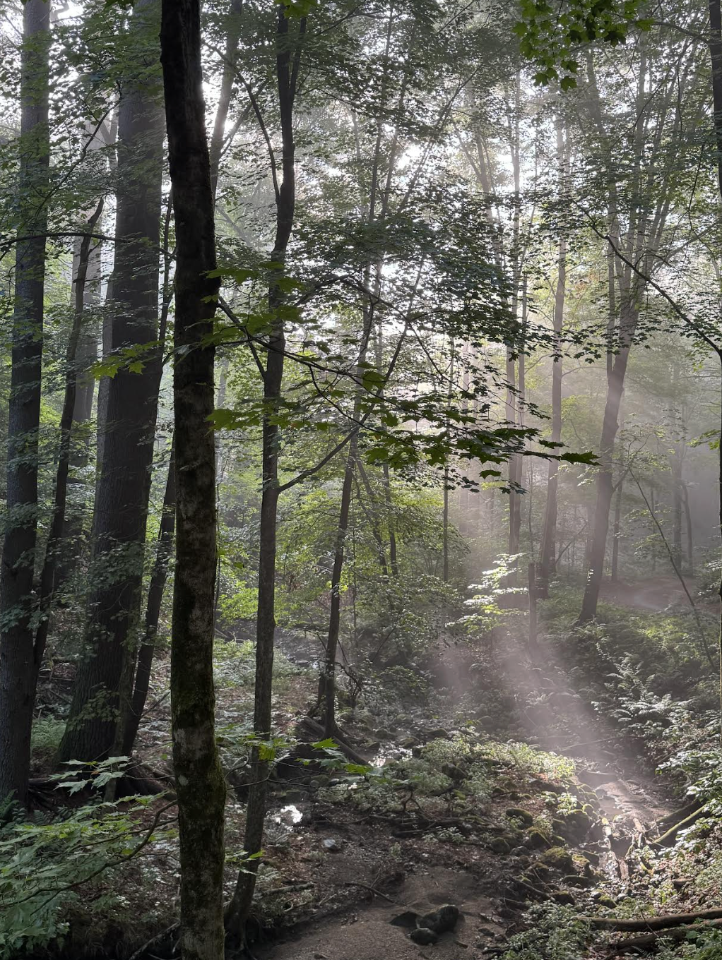 Can Trees Wait for Science?
