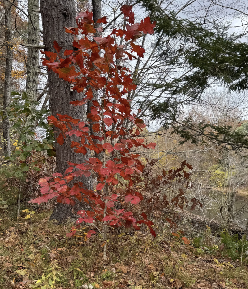 The New Fall Cleanup