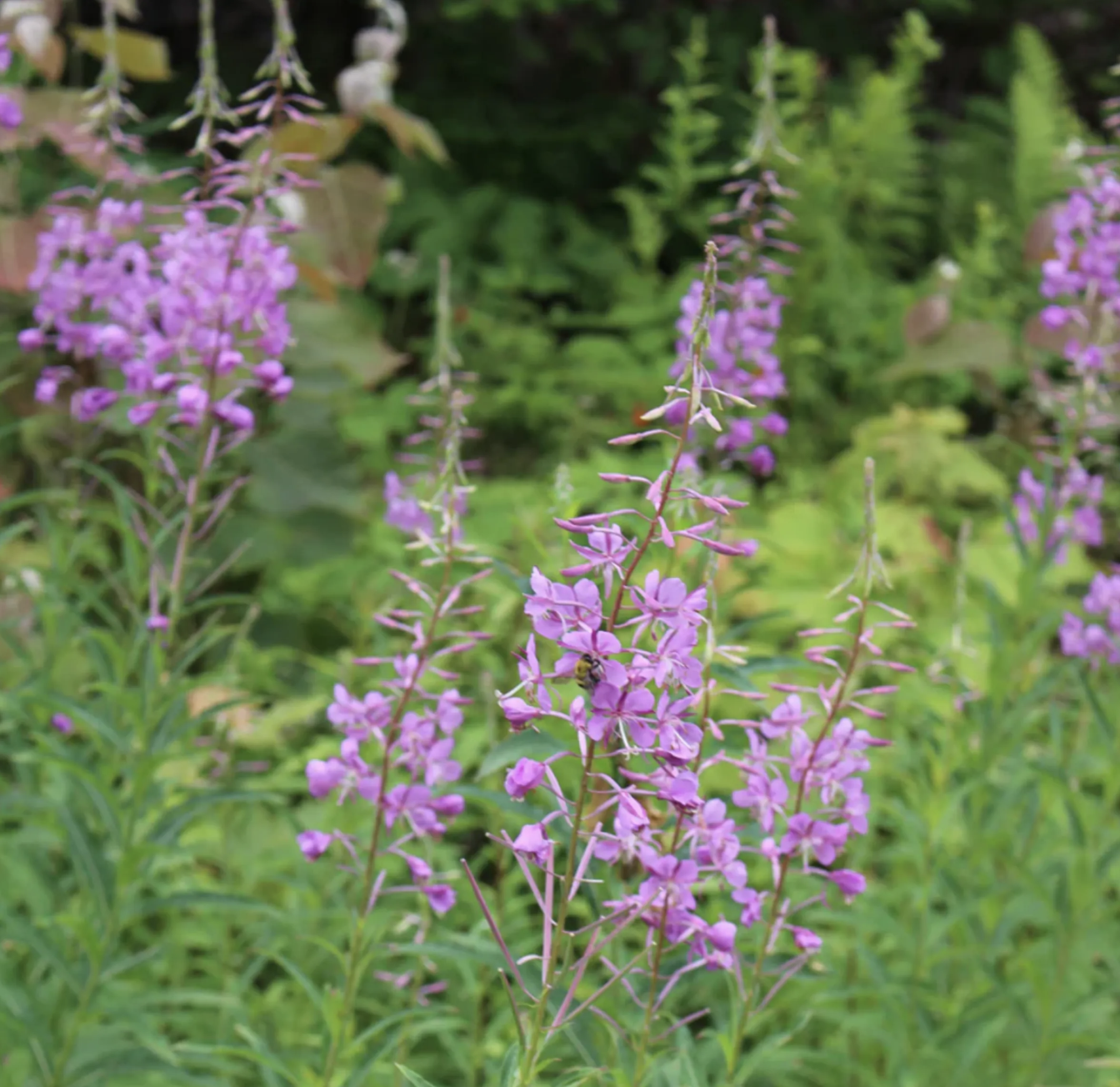 To save birds, plant for caterpillars