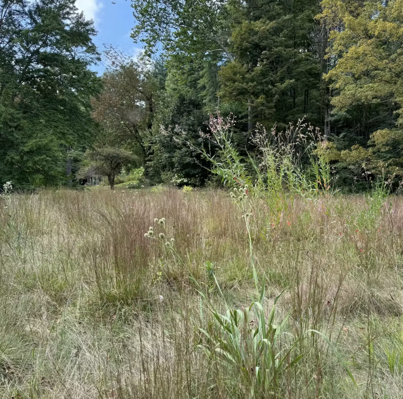 To Mow or not to Mow?