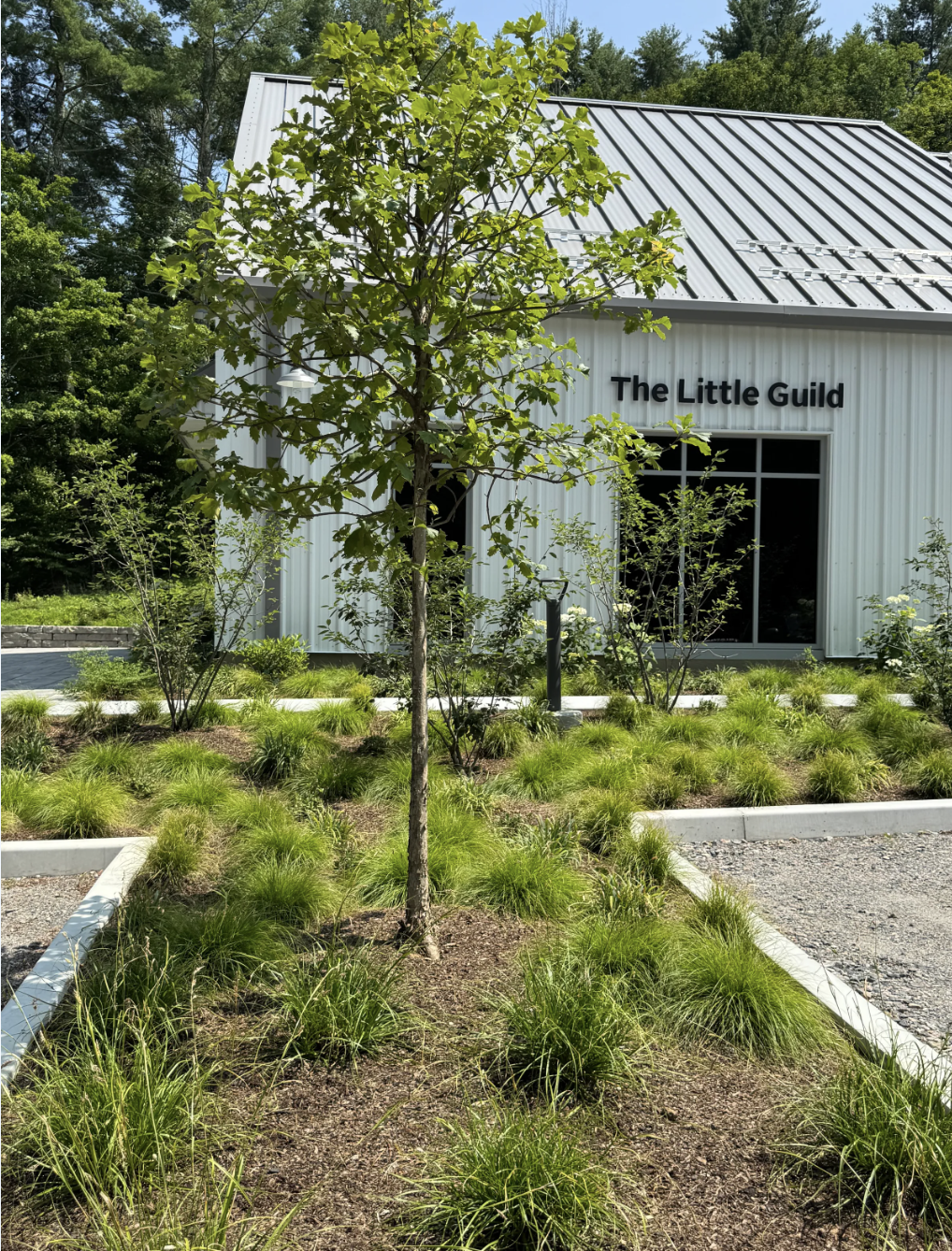 Works in Progress: The instructive charm of a newly planted native garden