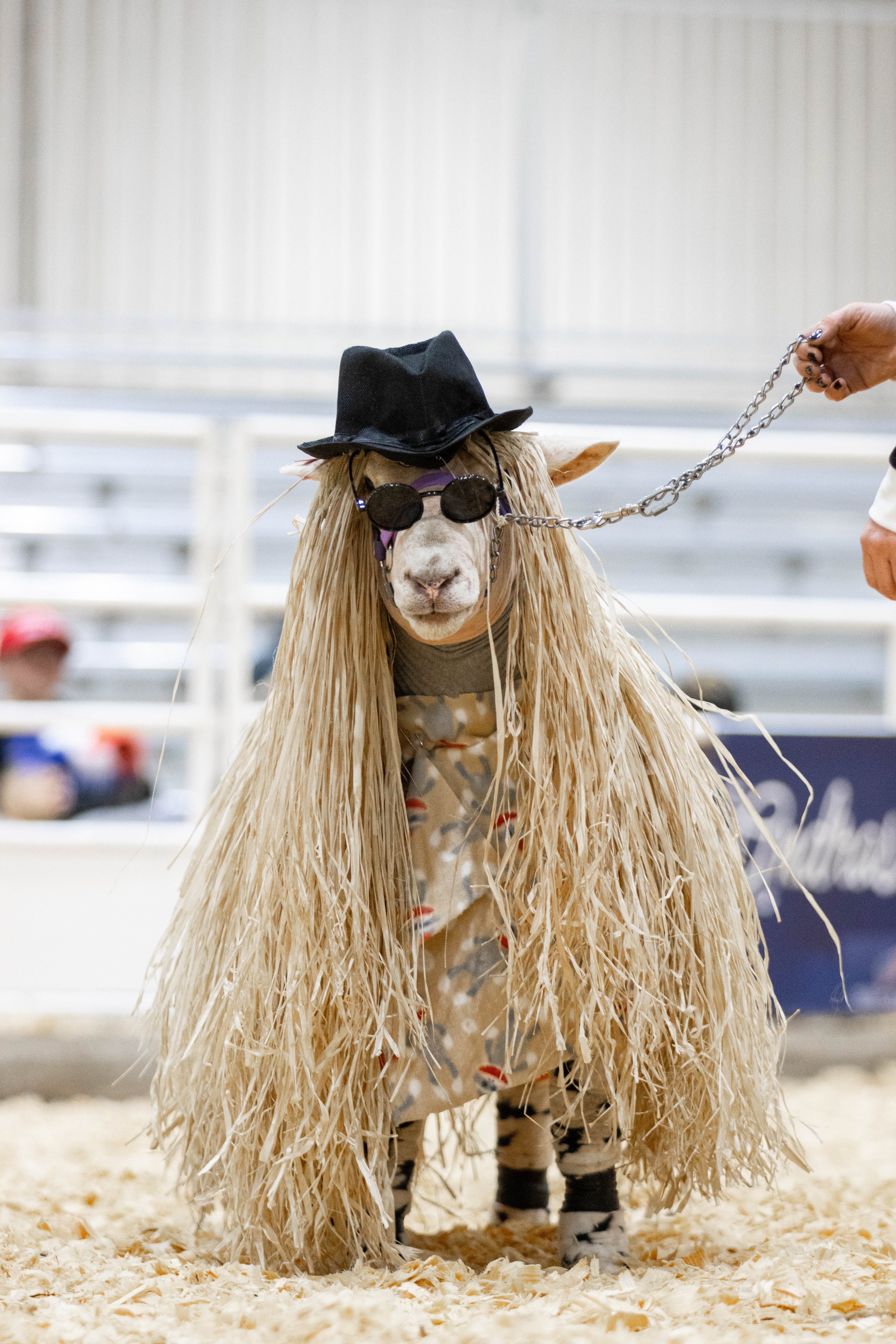 a sheep dressed up in a costume for Monster Mash at the Mid-American Stock Show