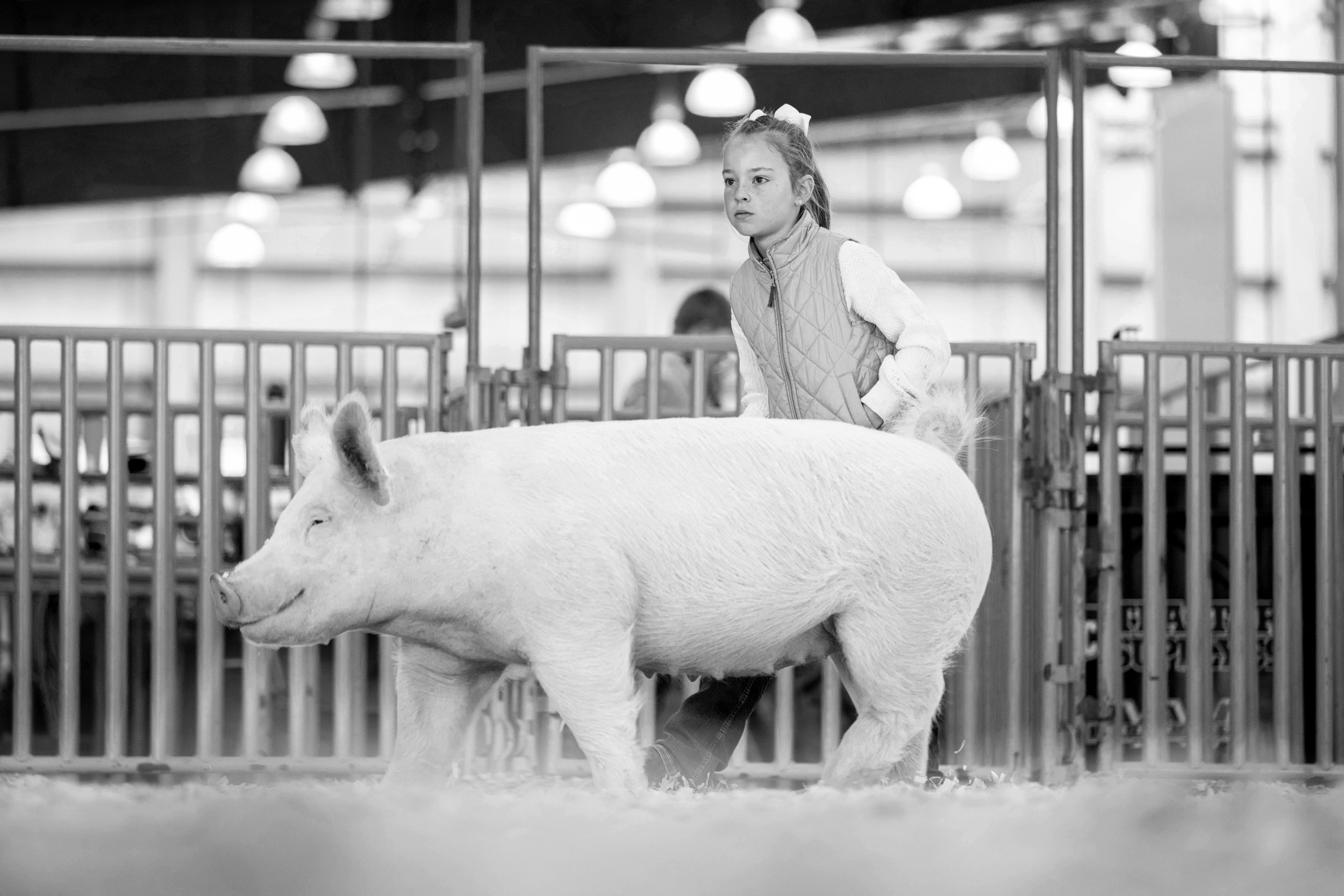 Little girl exhibiting her hog at the Mid-American Stock Show