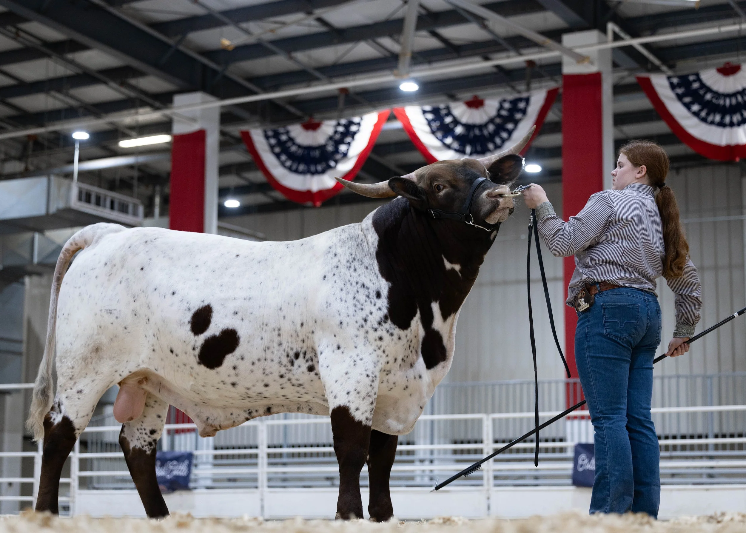 a female showing a longhorn bull at Mid-American Stock Show