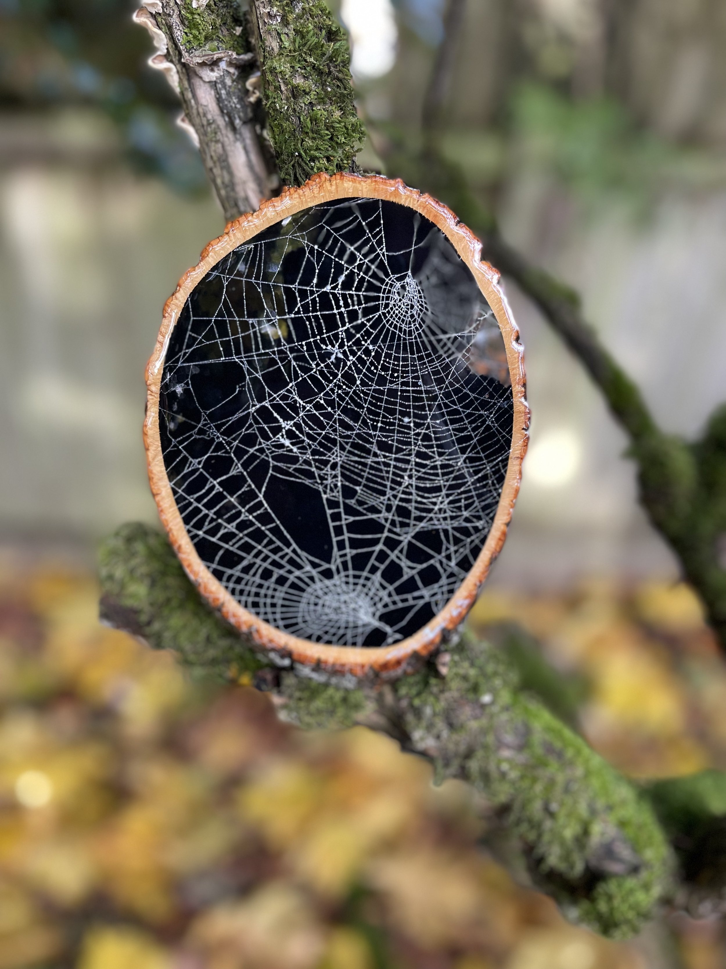 Dual Web.jpg