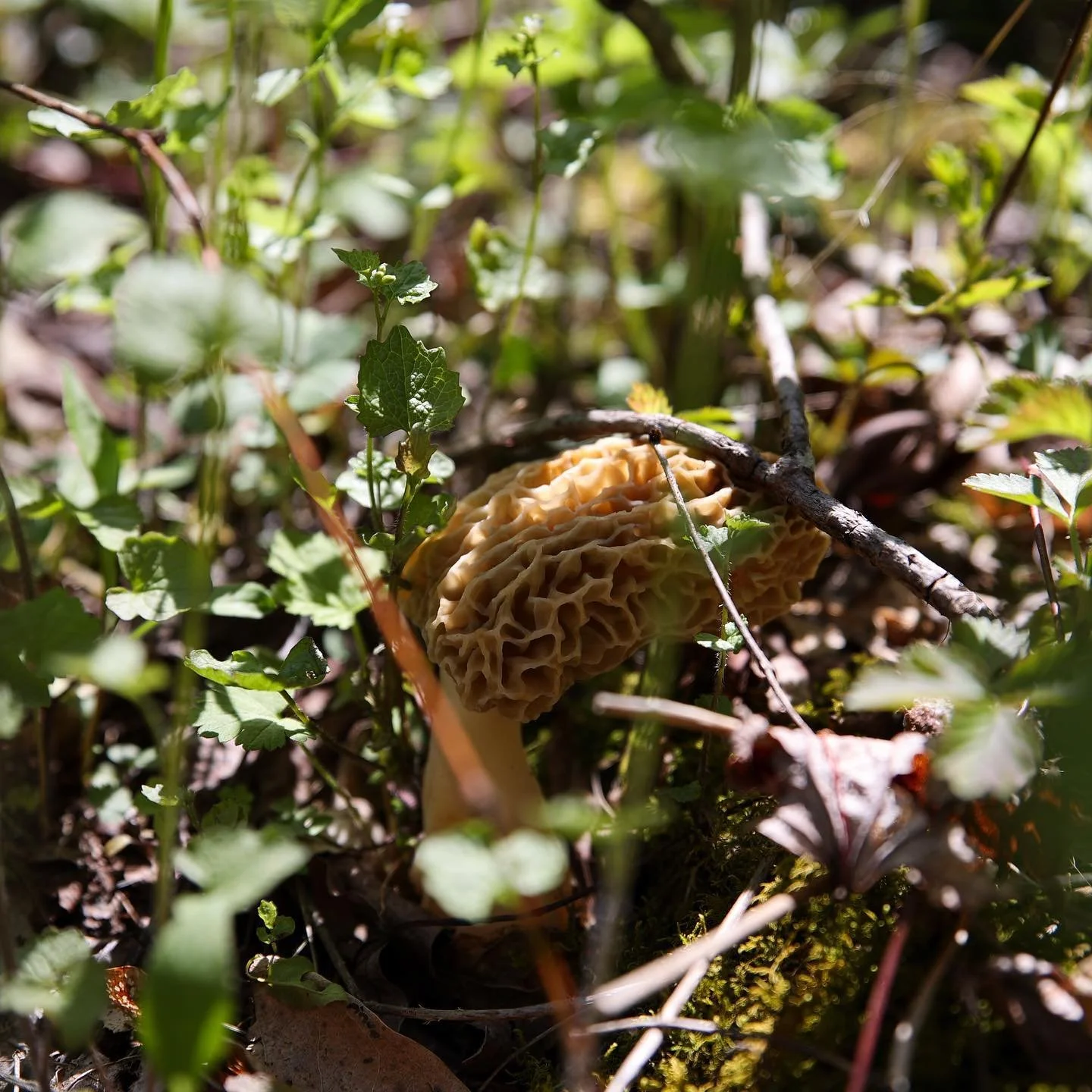Close-up of a mushrooms, morale mushrooms, growing among green plants and leaves on the forest floor.