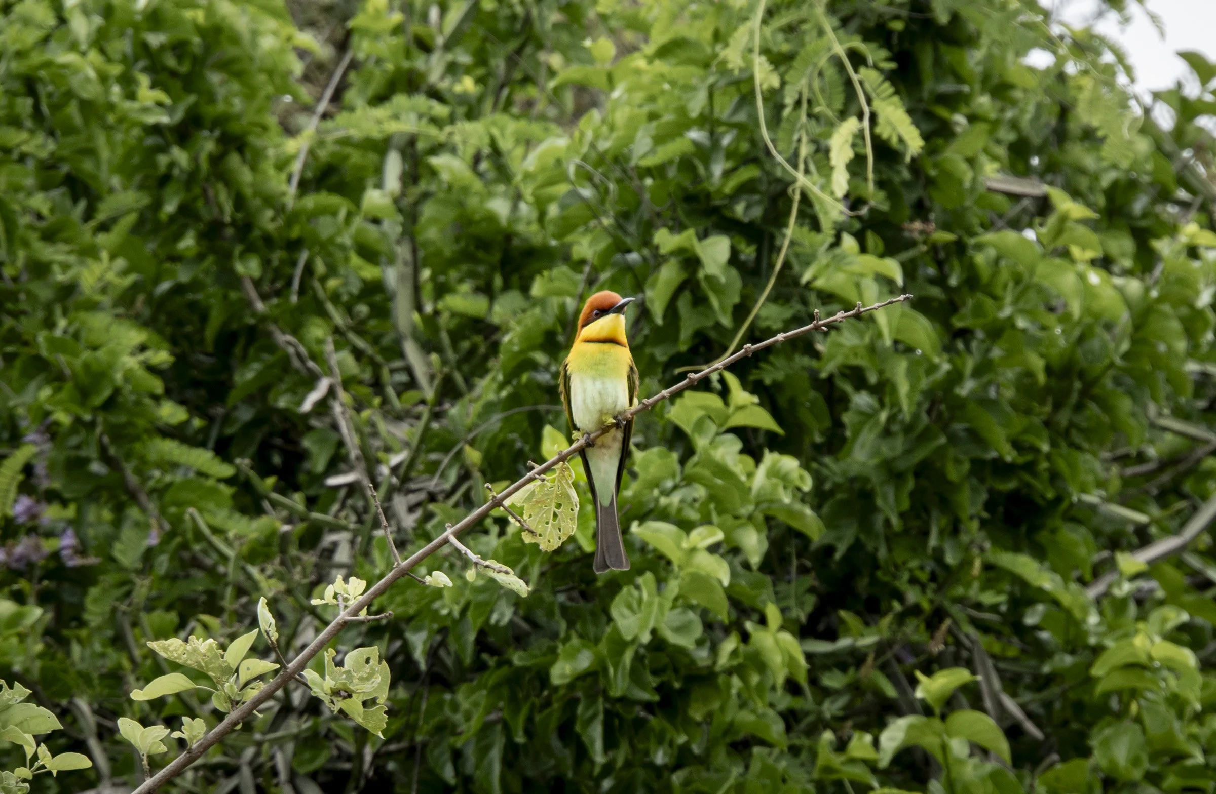 DSC03383.jpg