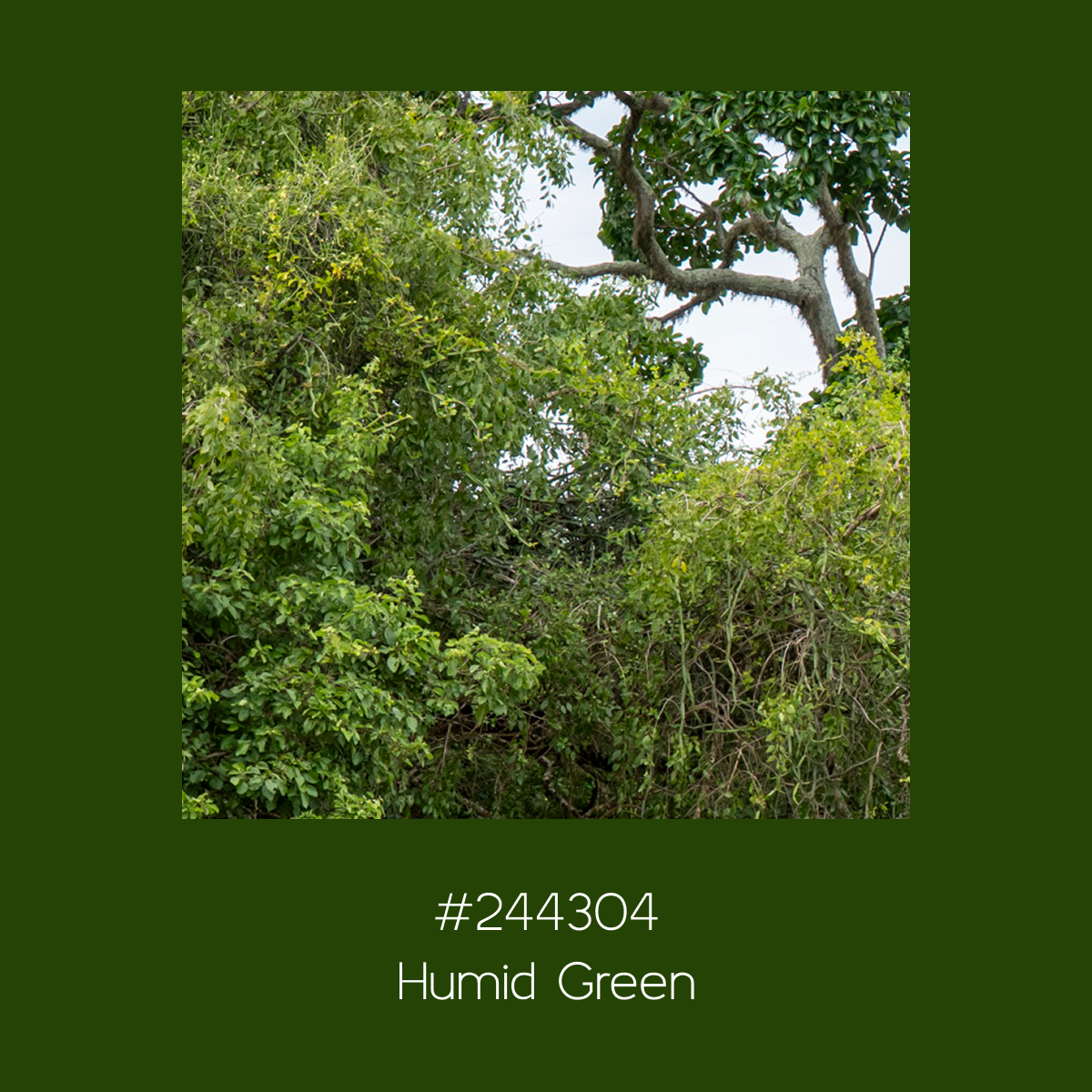 Warm Green.png