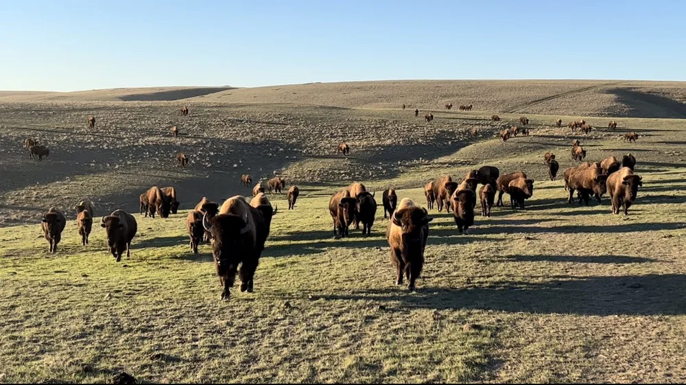Big Sky Bison GrassFed Bison Meat Skulls, Hides & Healthy Pet