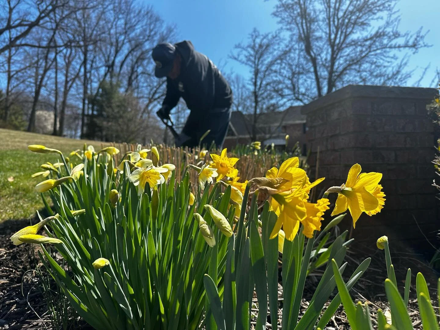 Spring clean-ups are in full swing as flowers finally start to bloom! 🌷🌻🌼
If you haven’t scheduled your spring clean-up yet, call our office to get on the list! ☎️📲
#landscaping #bruinandsons #spring #cleanup #spring2023