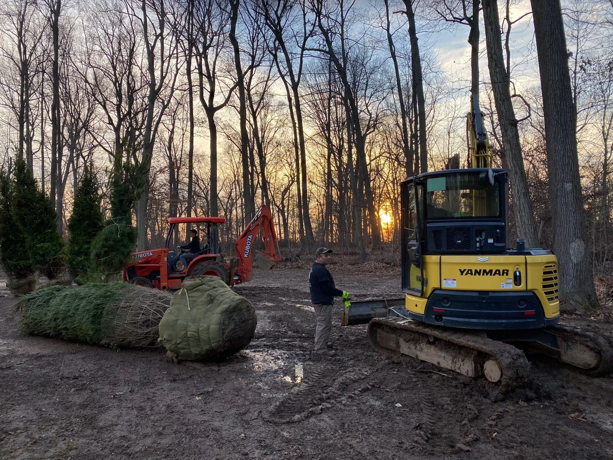 A person on a small yellow Yanmar excavator, a man in a black hoodie and gloves standing nearby, a child on a red Kubota tractor, and two large bundled trees lying on the ground in a wooded area during sunset.