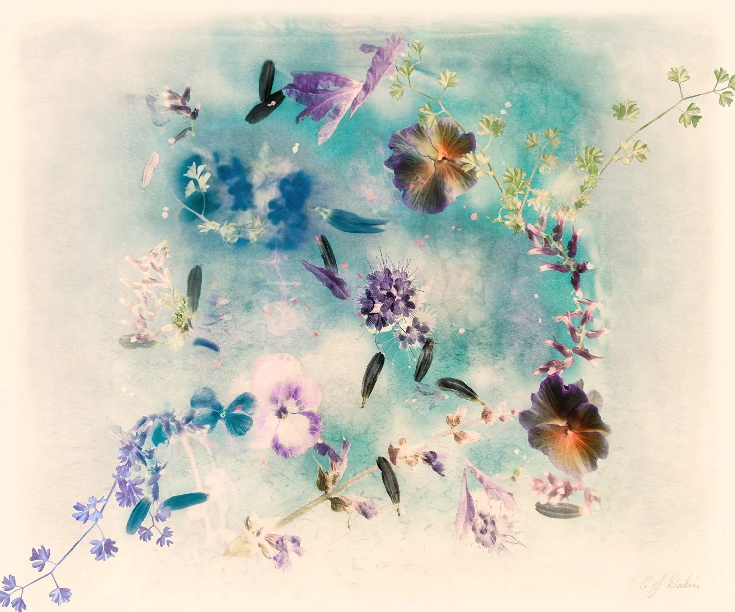 Carolyn Dakyn - "Wild Beauty" - Fine art giclee print on canvas - 36 x 46 cm - $1180
