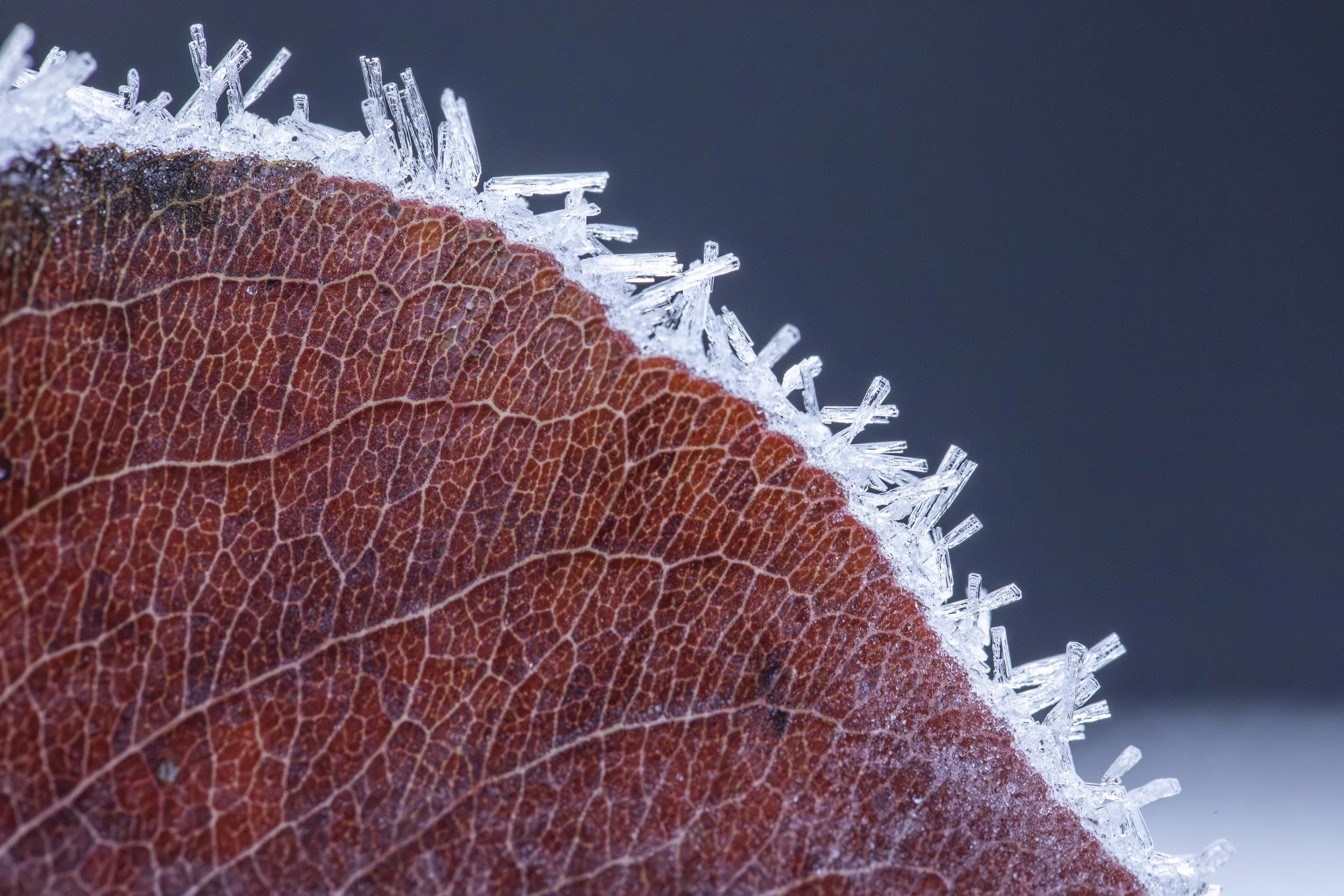 Leigh Jeffery - "Liminal Filigree" -Macro Photography  - 51x71 cm -  $750