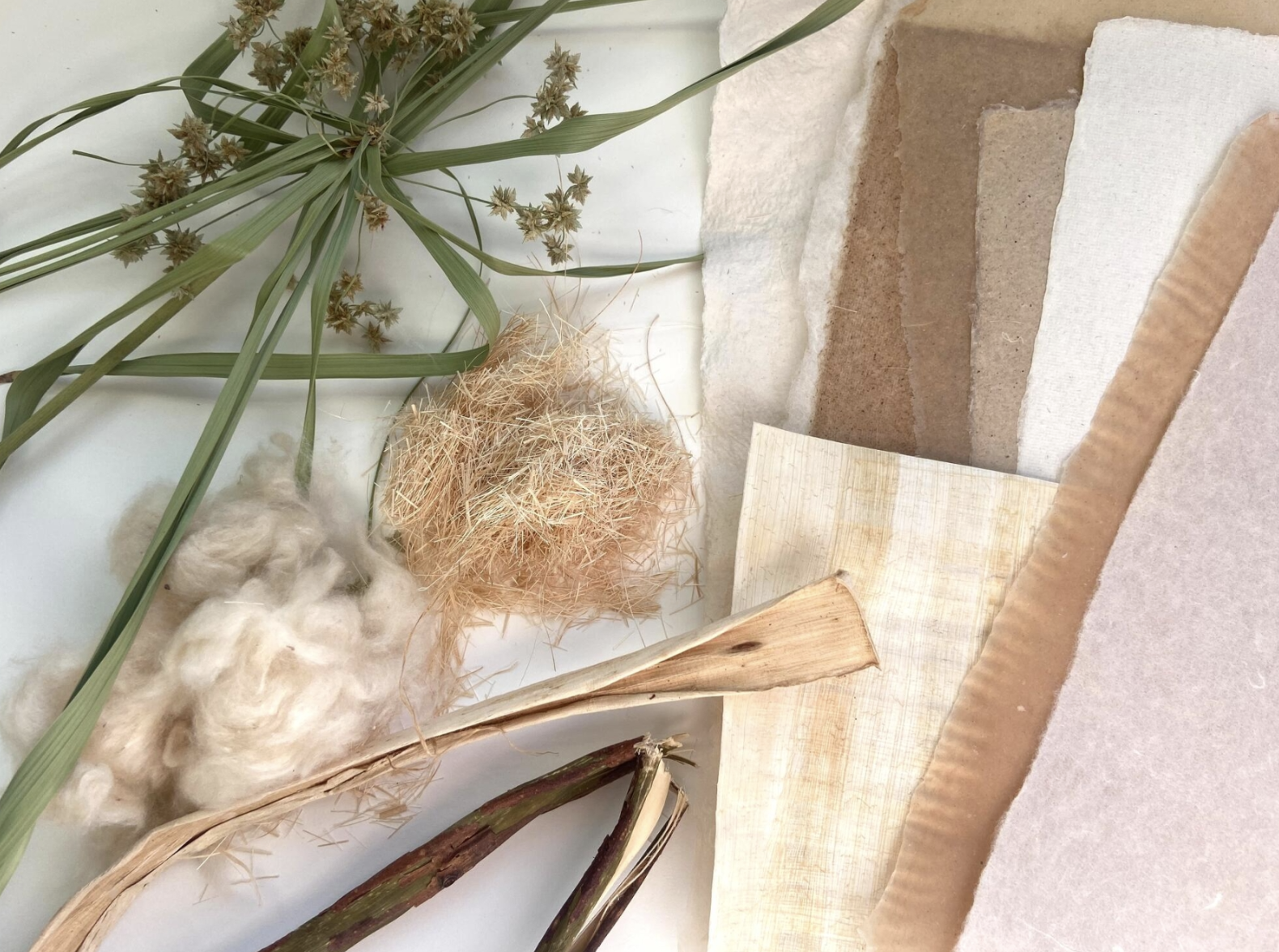 Papermaking Workshop: From Plants to Paper