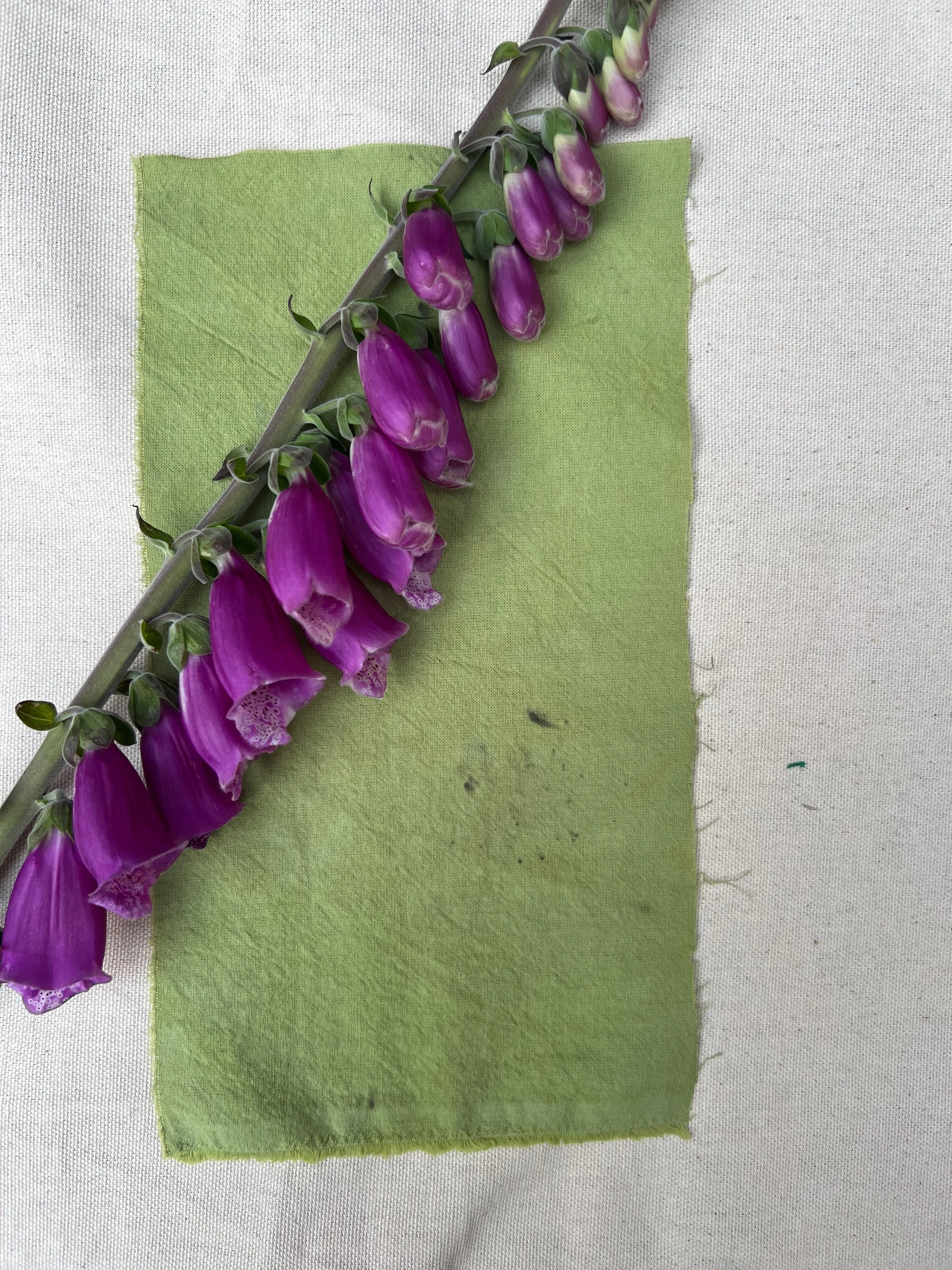Foxglove Dye, Caitlin Parker