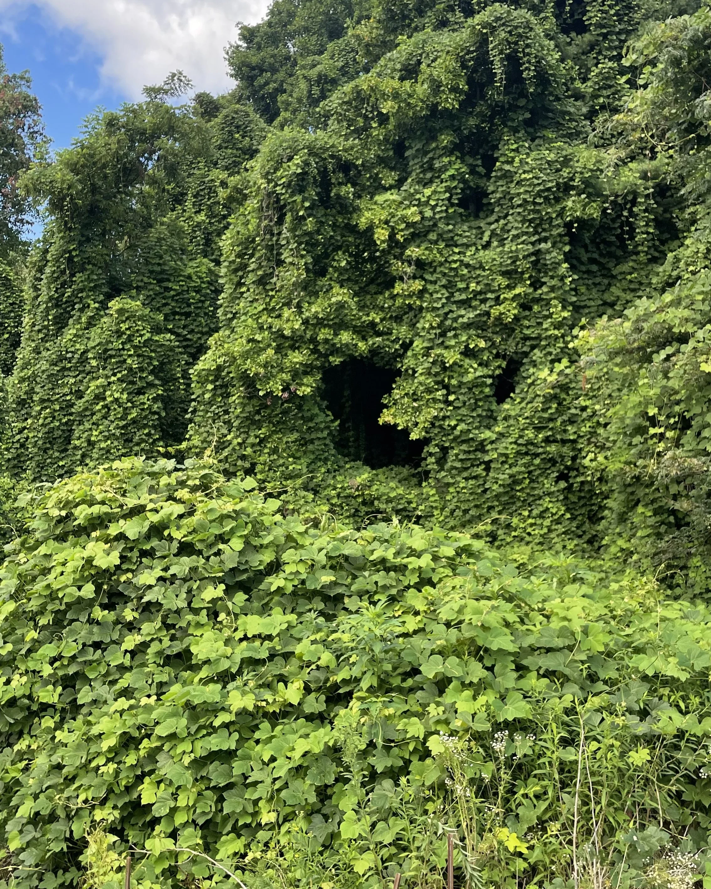 Invasive Kudzu, North Carolina, Molly Haynes