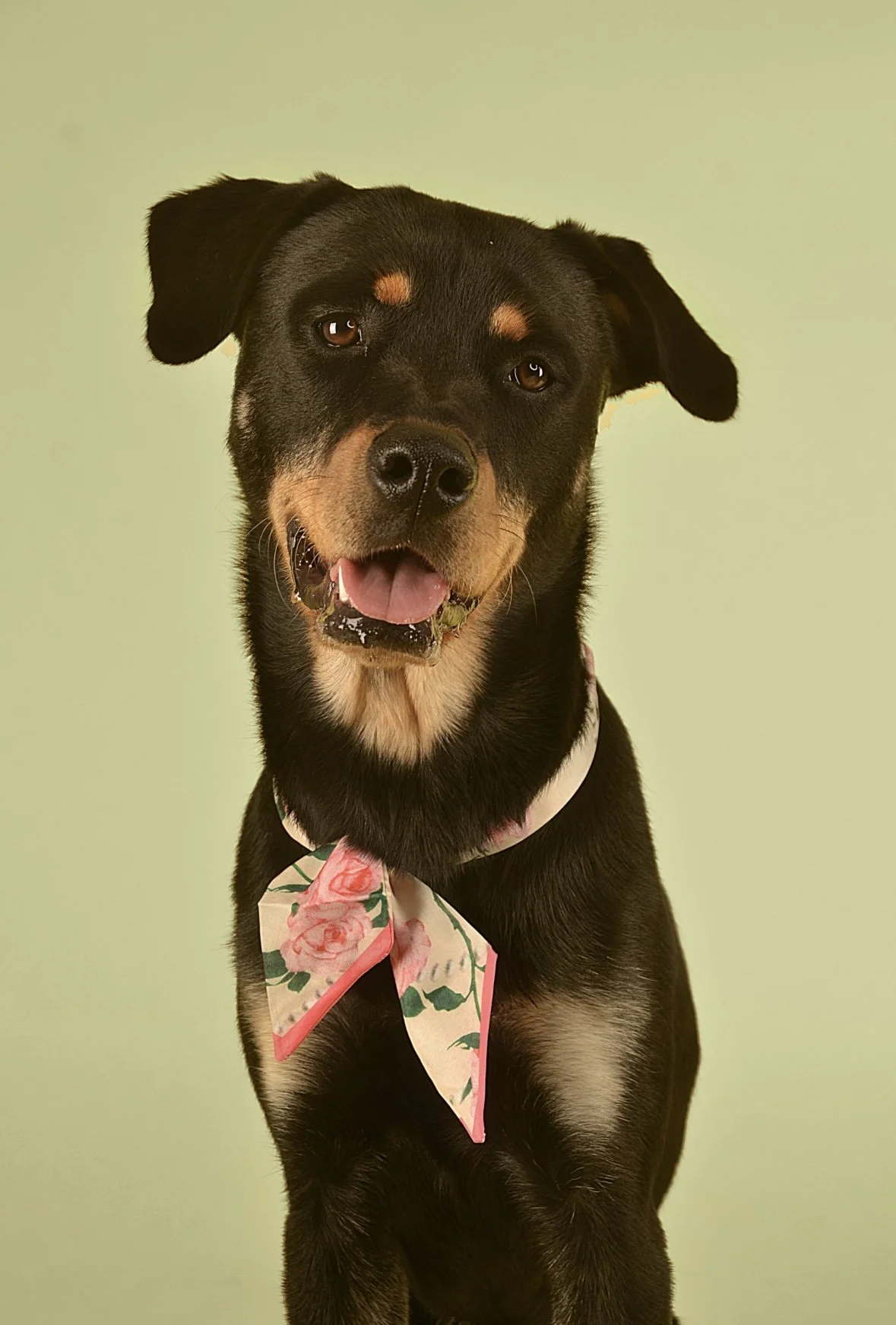 Suzy Photoshoot for specksandpets
