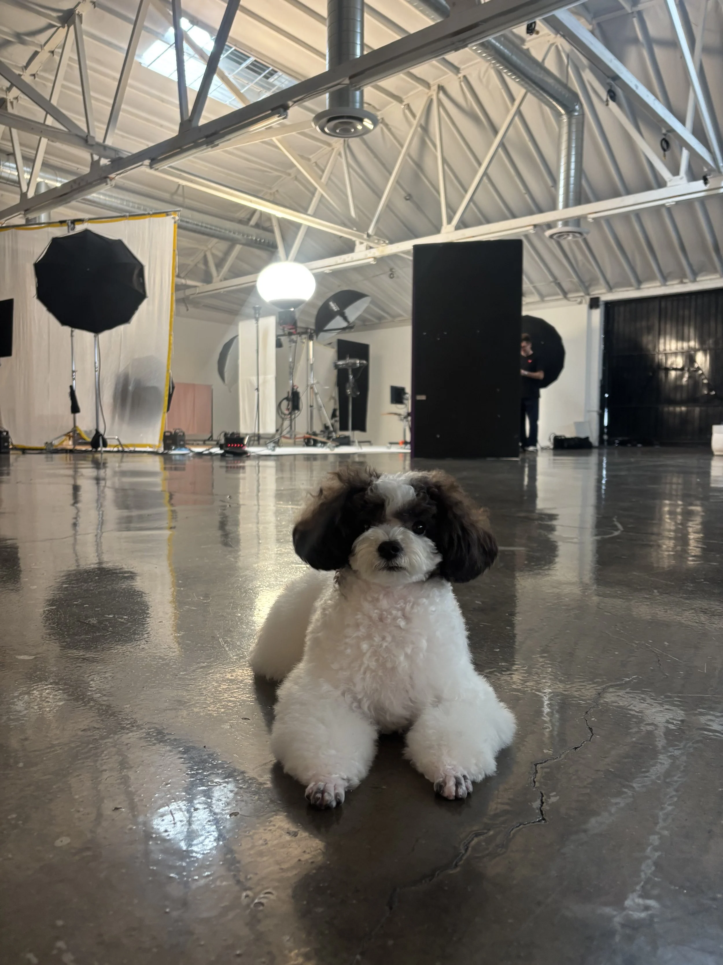 Sisi on set for PetSmart 
Insta: partioftwo