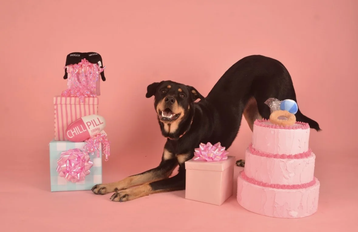 Suzy Photoshoot for specksandpets