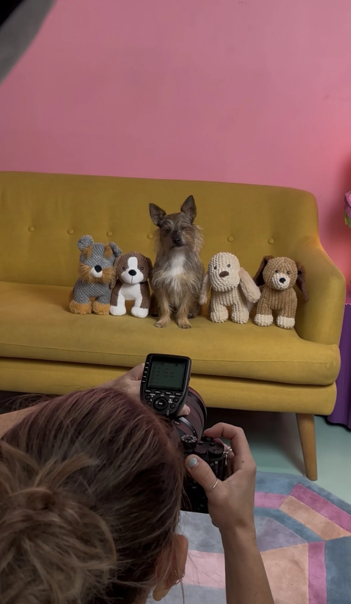 Karloff photoshoot for Giftableworldpet
